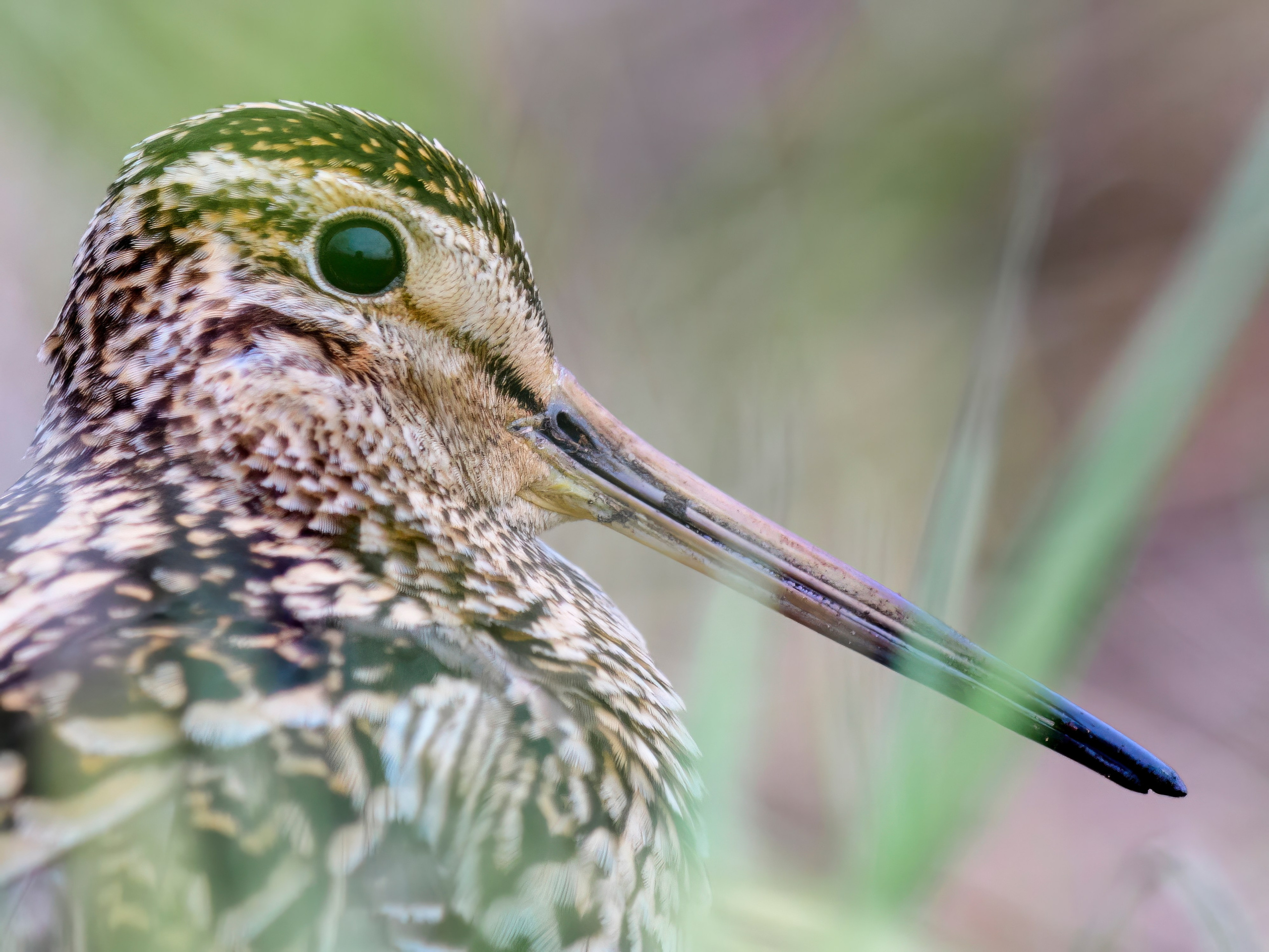На дупелином току. Wildlife photography by Sergey Puponin