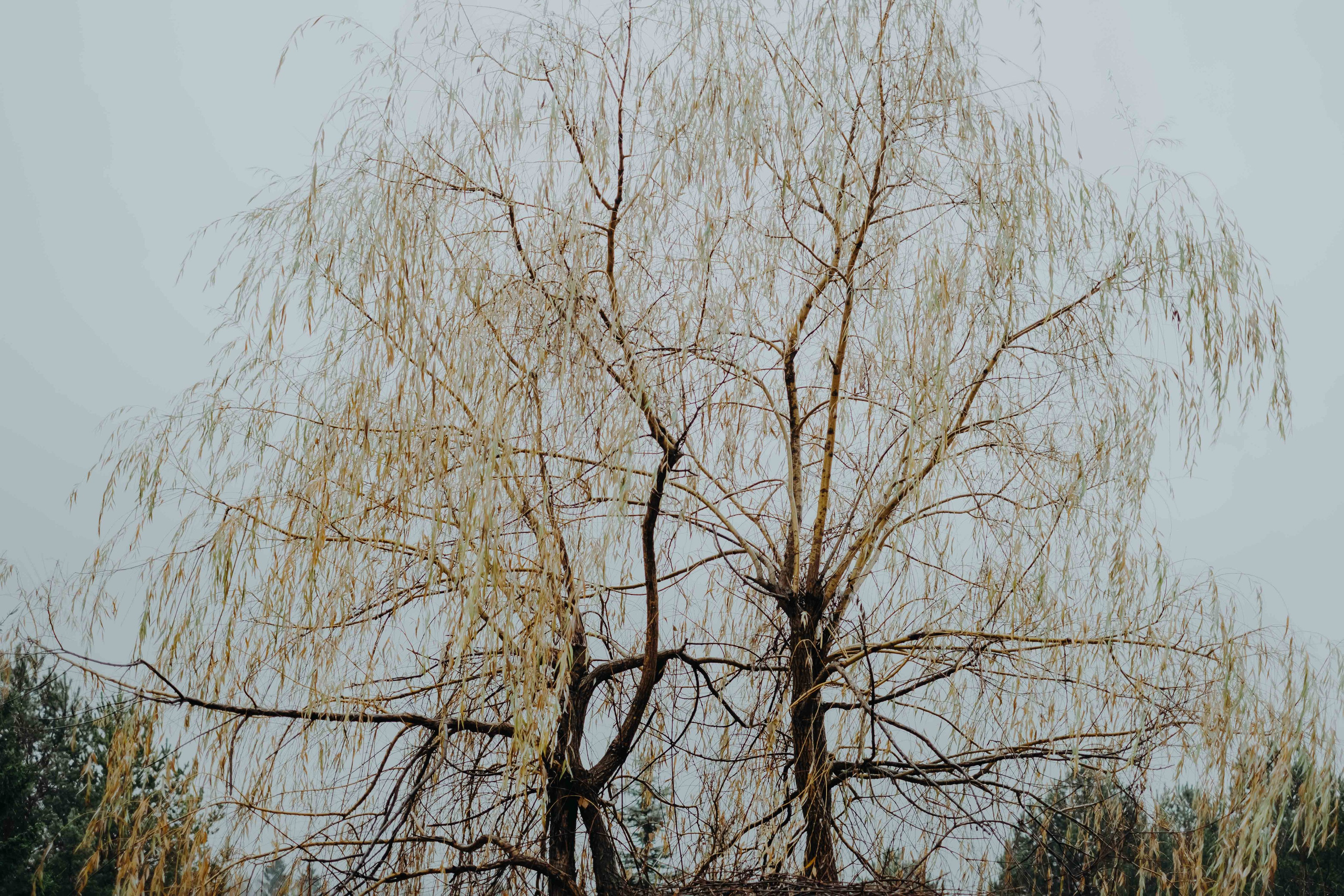 Terra Nova: Пробуждение |Грани Миров. Фотограф Аннё| Москва