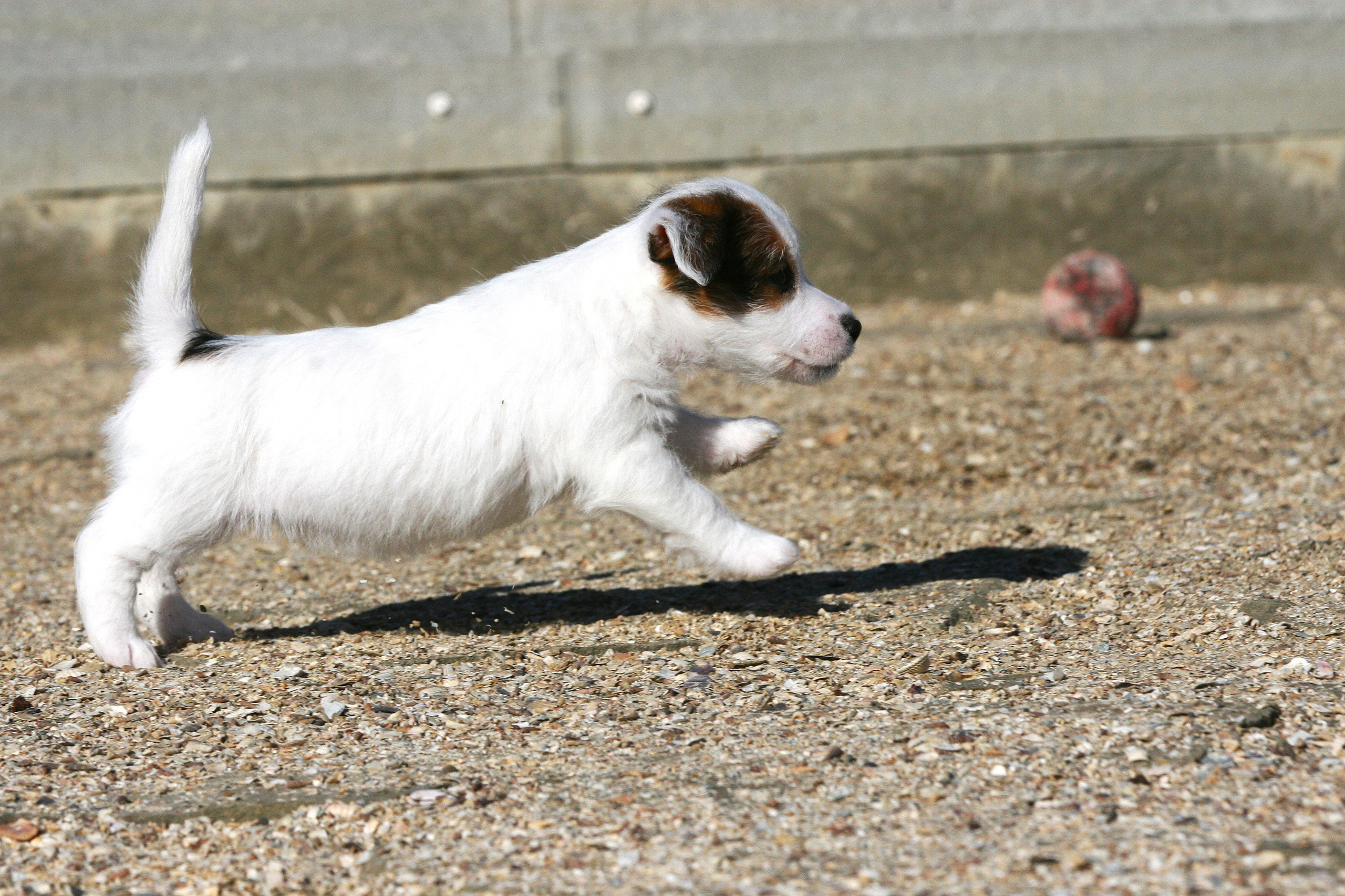 Female 1 brocken not available at this moment. Lovely-Orange питомник джек рассел терьеров