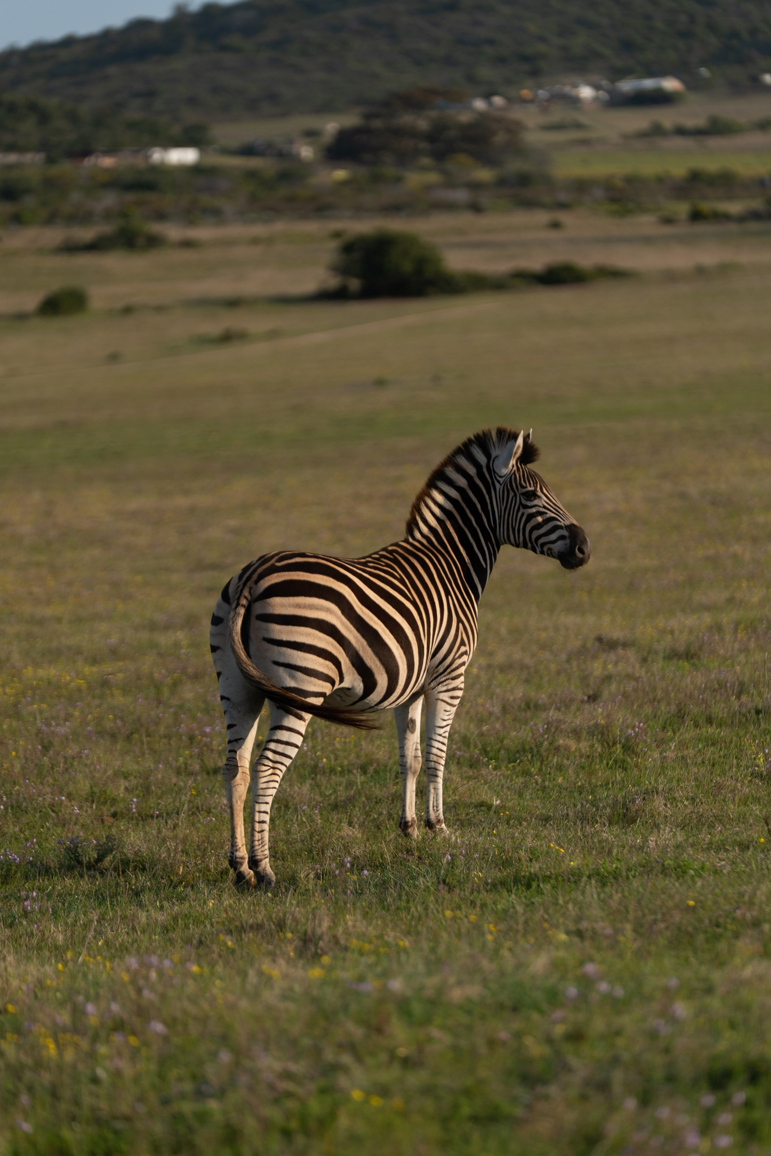 Africa/UAR. @oljiofilm: Олег Иванов — фотограф