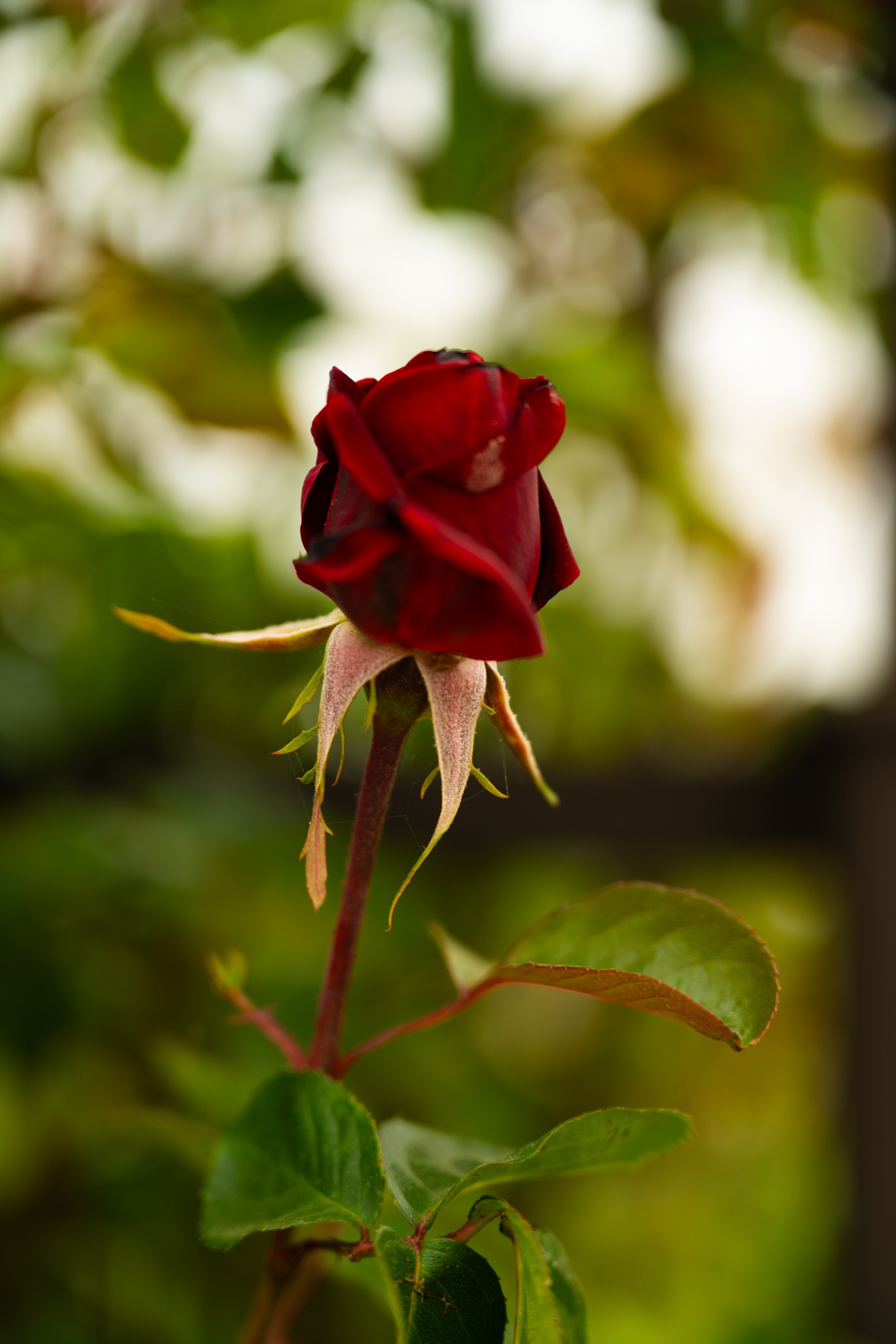 Выездные и прогулочные фотосессии. Морские, Street. Студийный и свадебный фотограф и видеограф в Севастополе — Юлия Макаренко