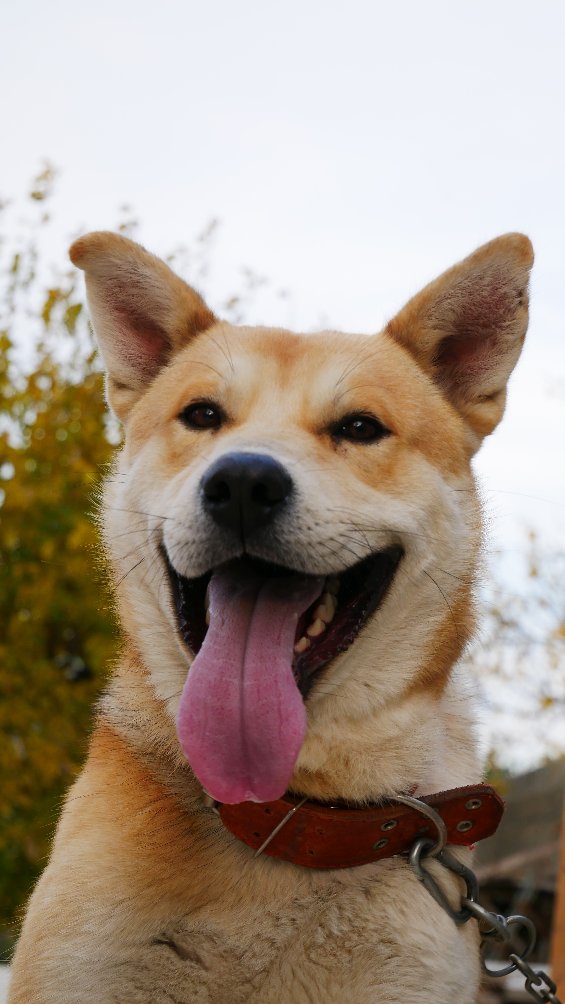 Animals. Ваш любимый фотограф