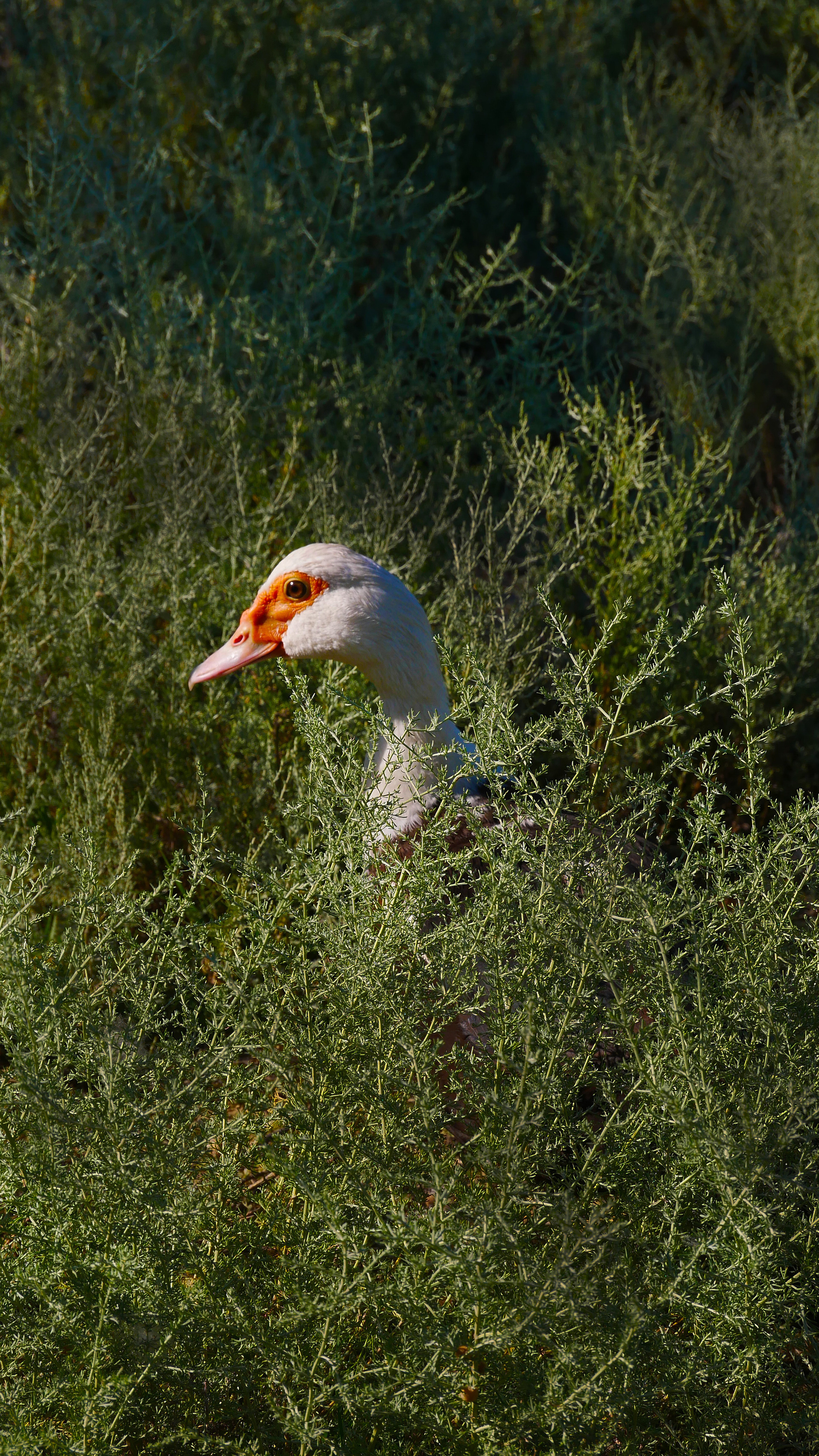 Animals. Ваш любимый фотограф