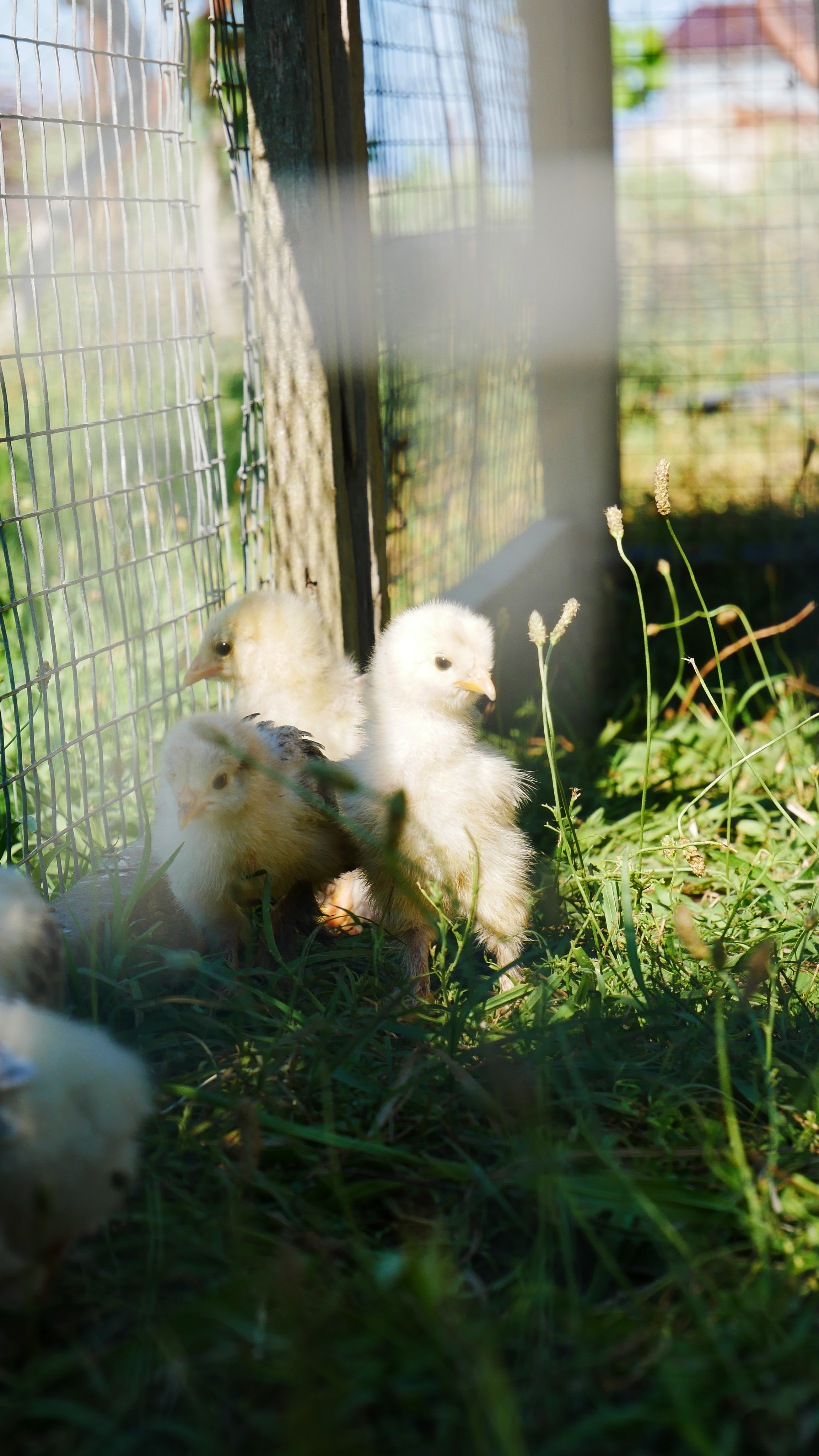 Animals. Ваш любимый фотограф