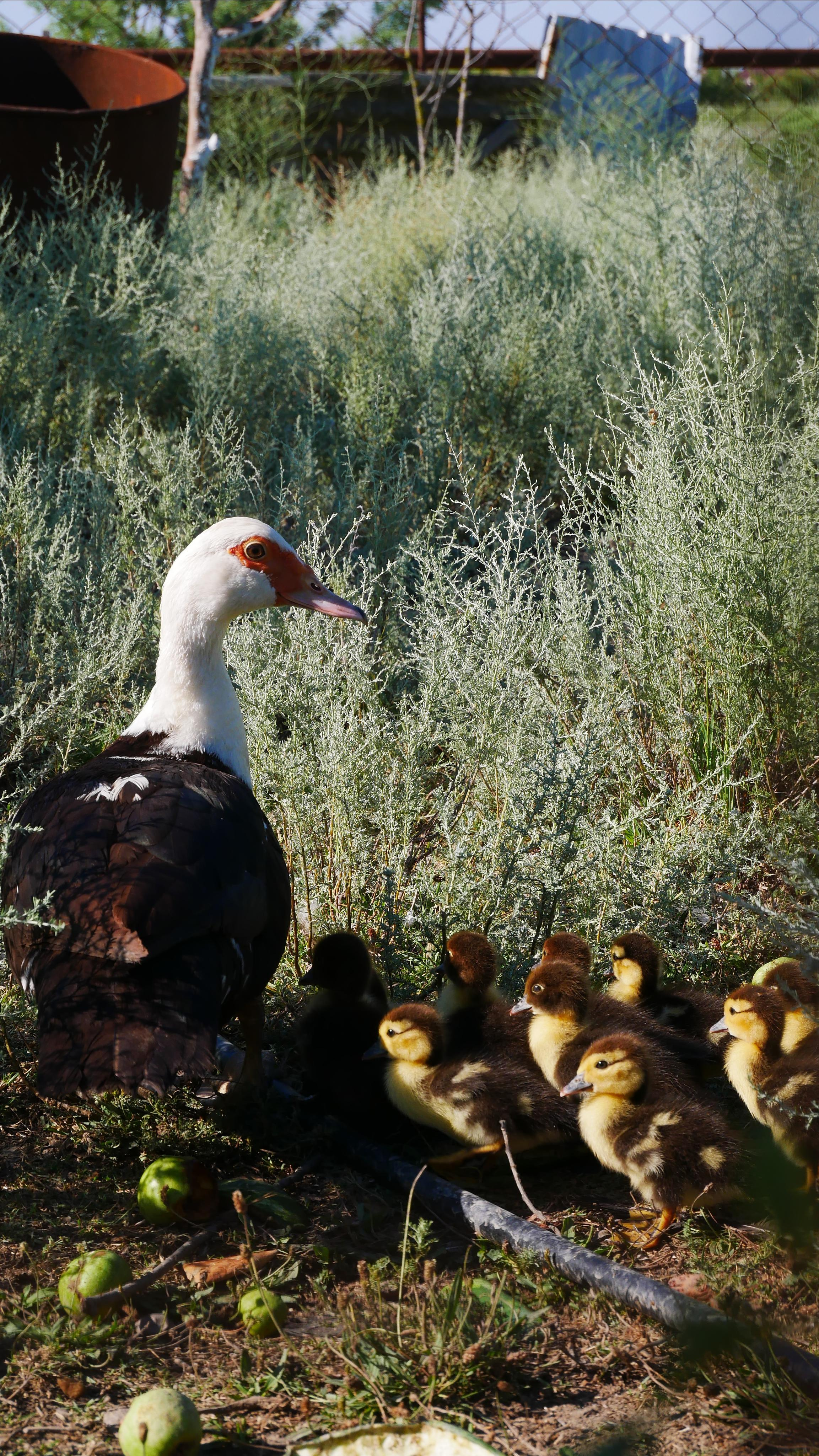 Animals. Ваш любимый фотограф
