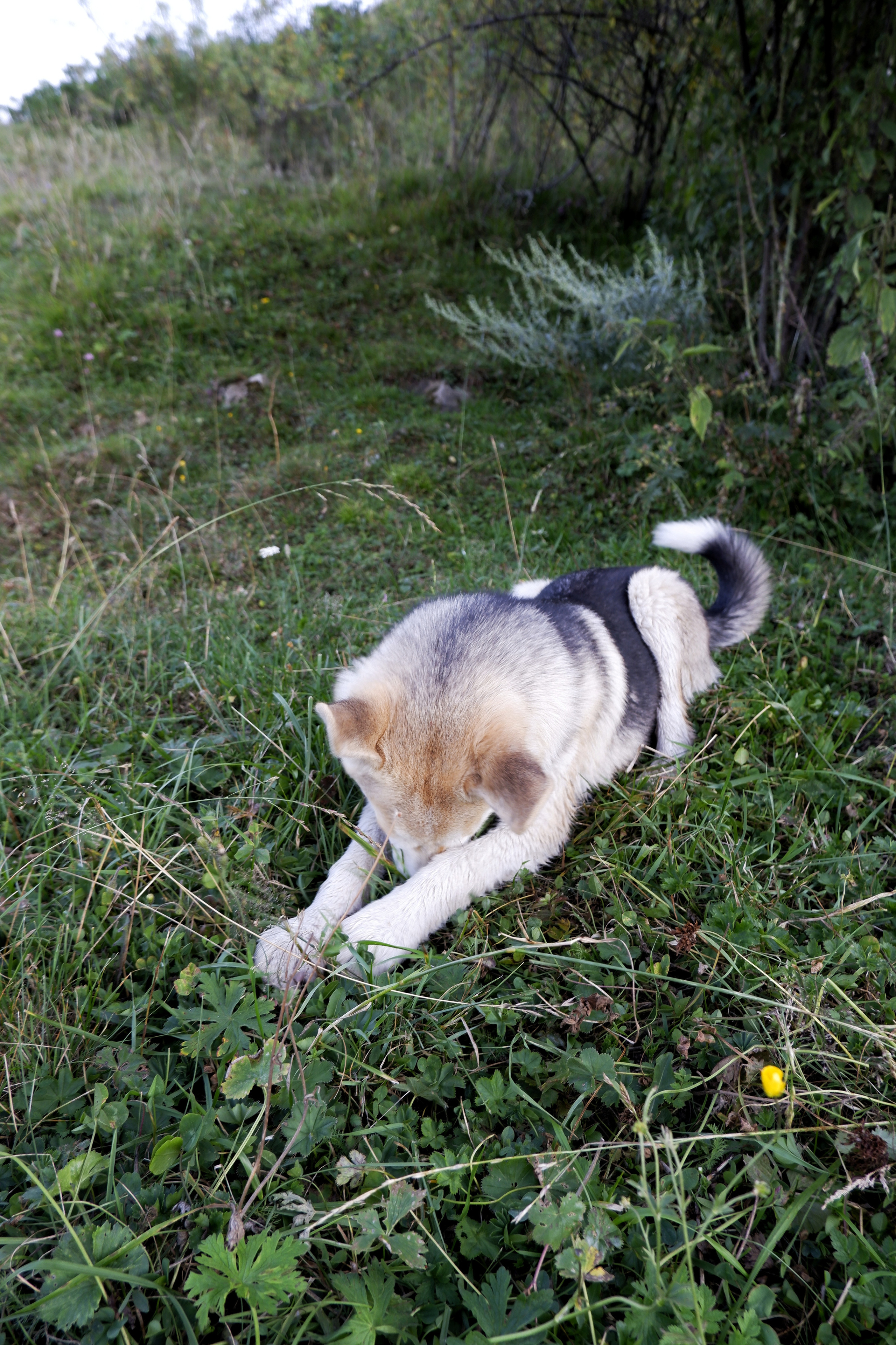 Animals. Ваш любимый фотограф