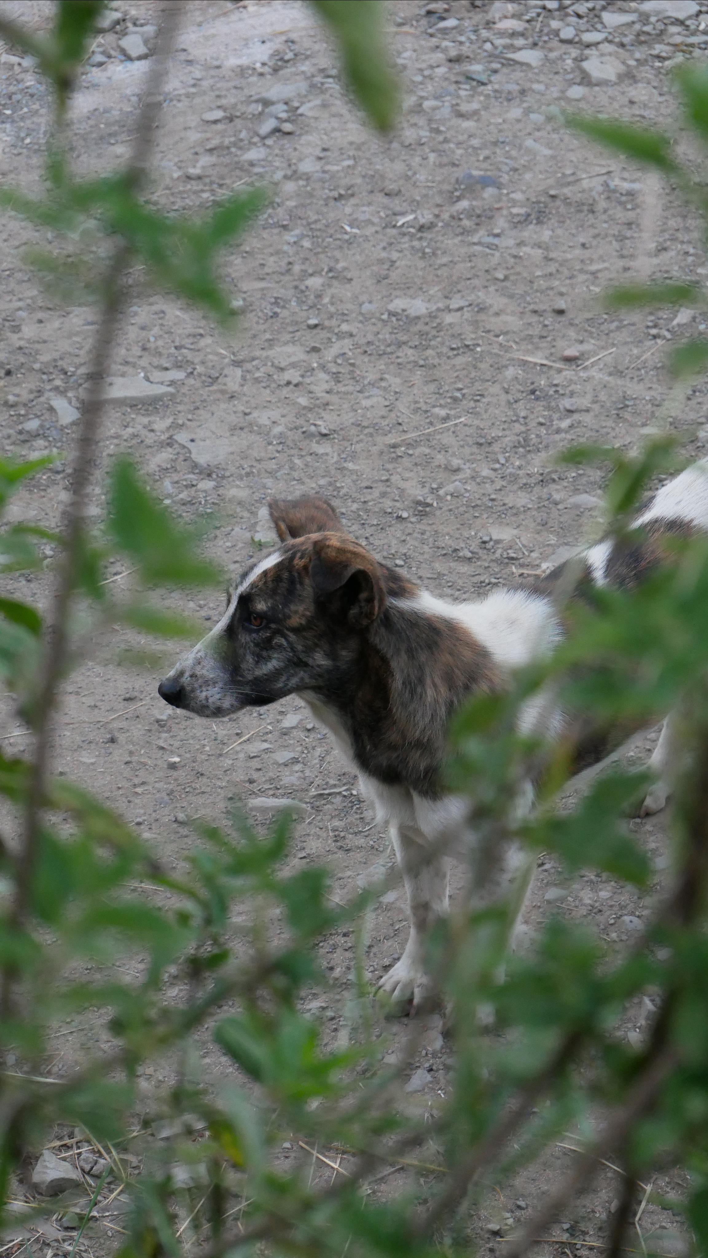 Animals. Ваш любимый фотограф