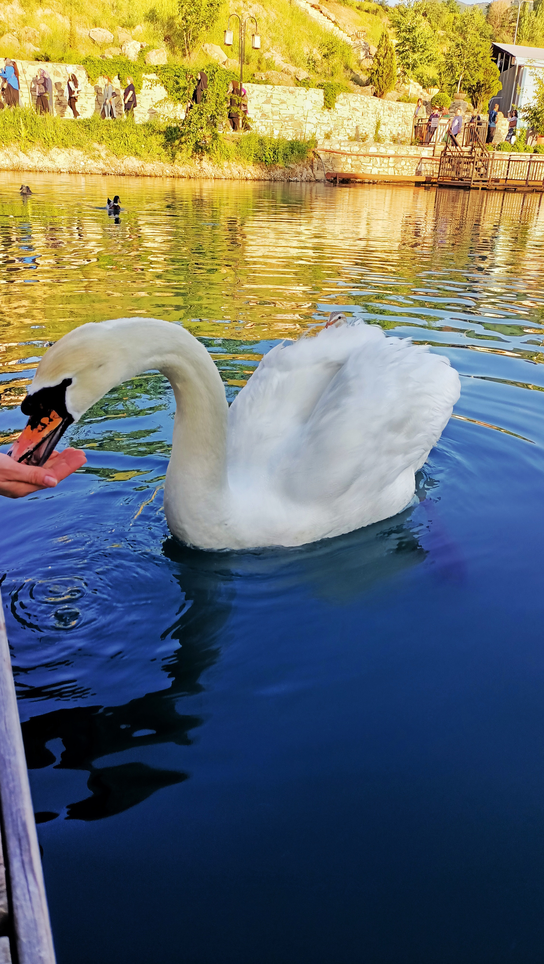 Animals. Ваш любимый фотограф