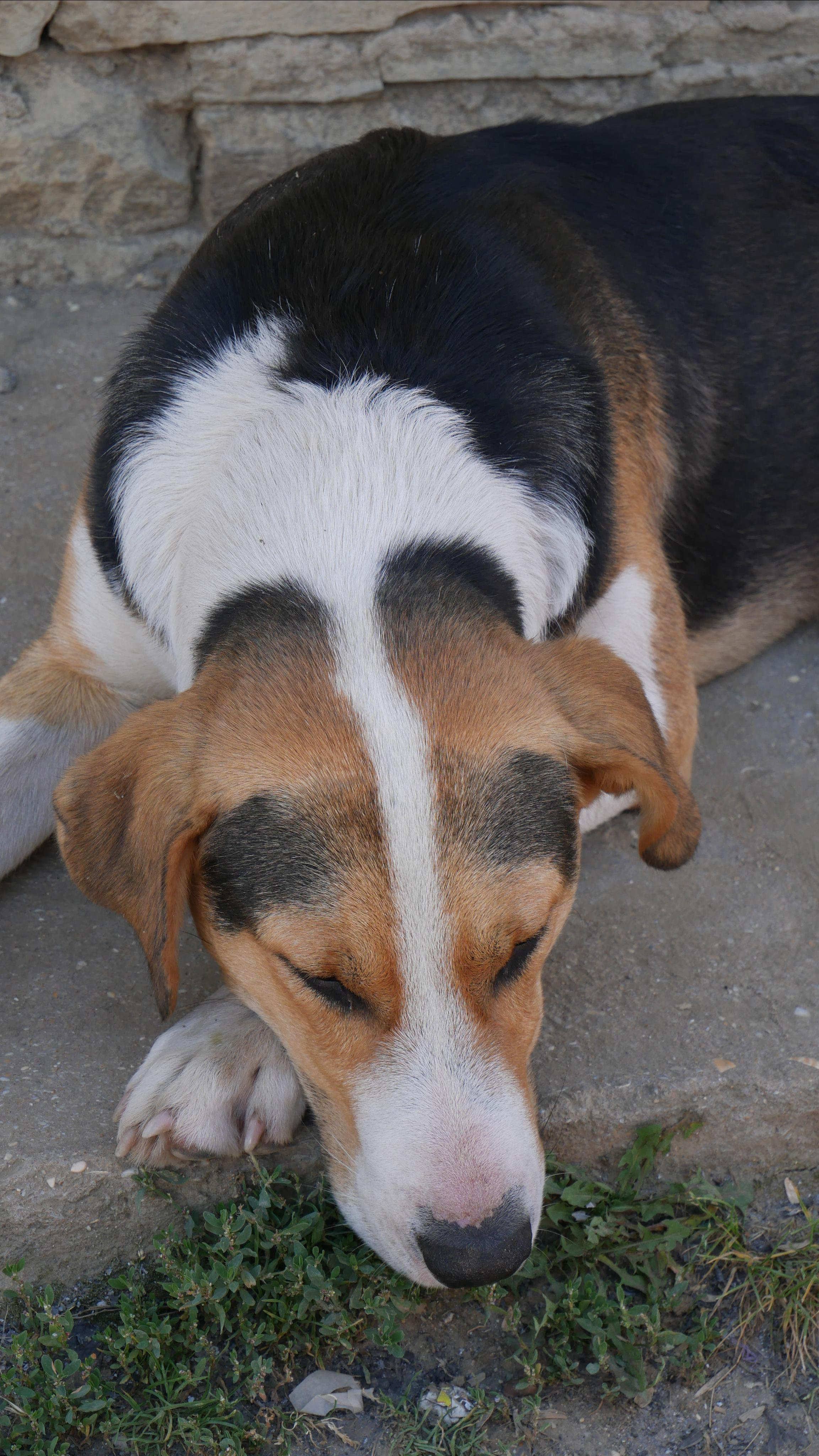 Animals. Ваш любимый фотограф