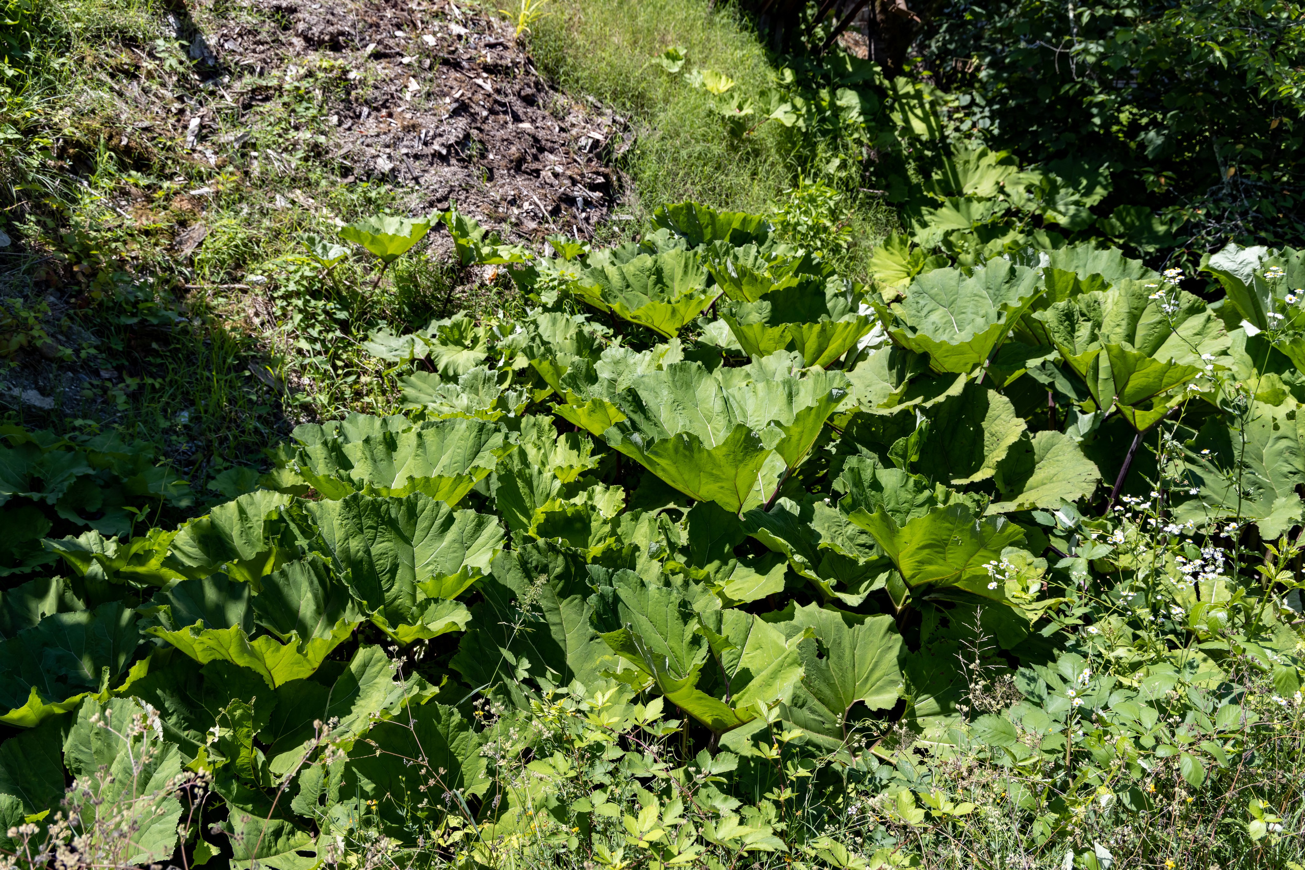 Сочи. Солох Аул. Репортажный, семейный и студийный фотограф в Москве Демин Алексей