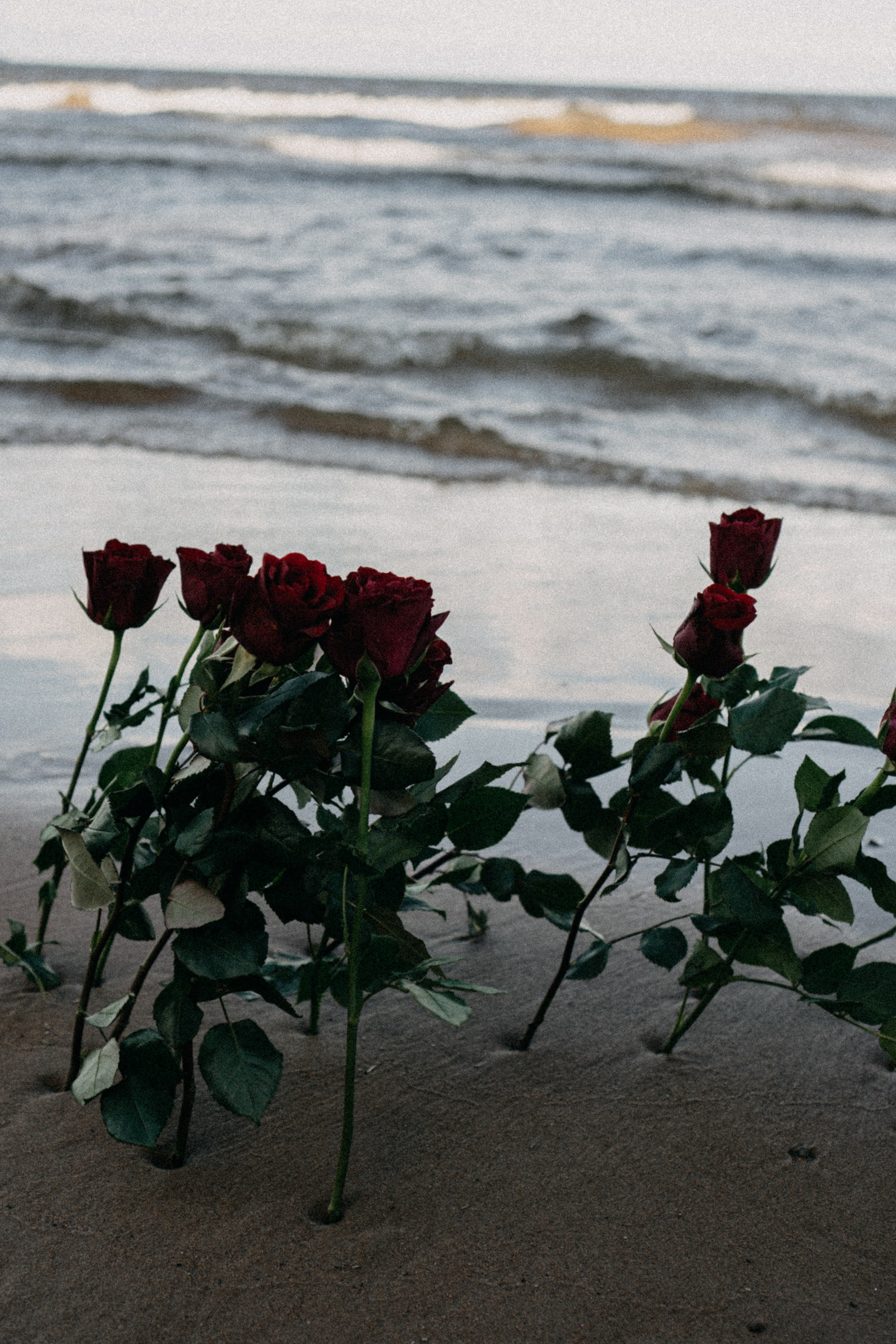 Розы. Профессиональный фотограф, Санкт-Петербург — Виктория Богомолова