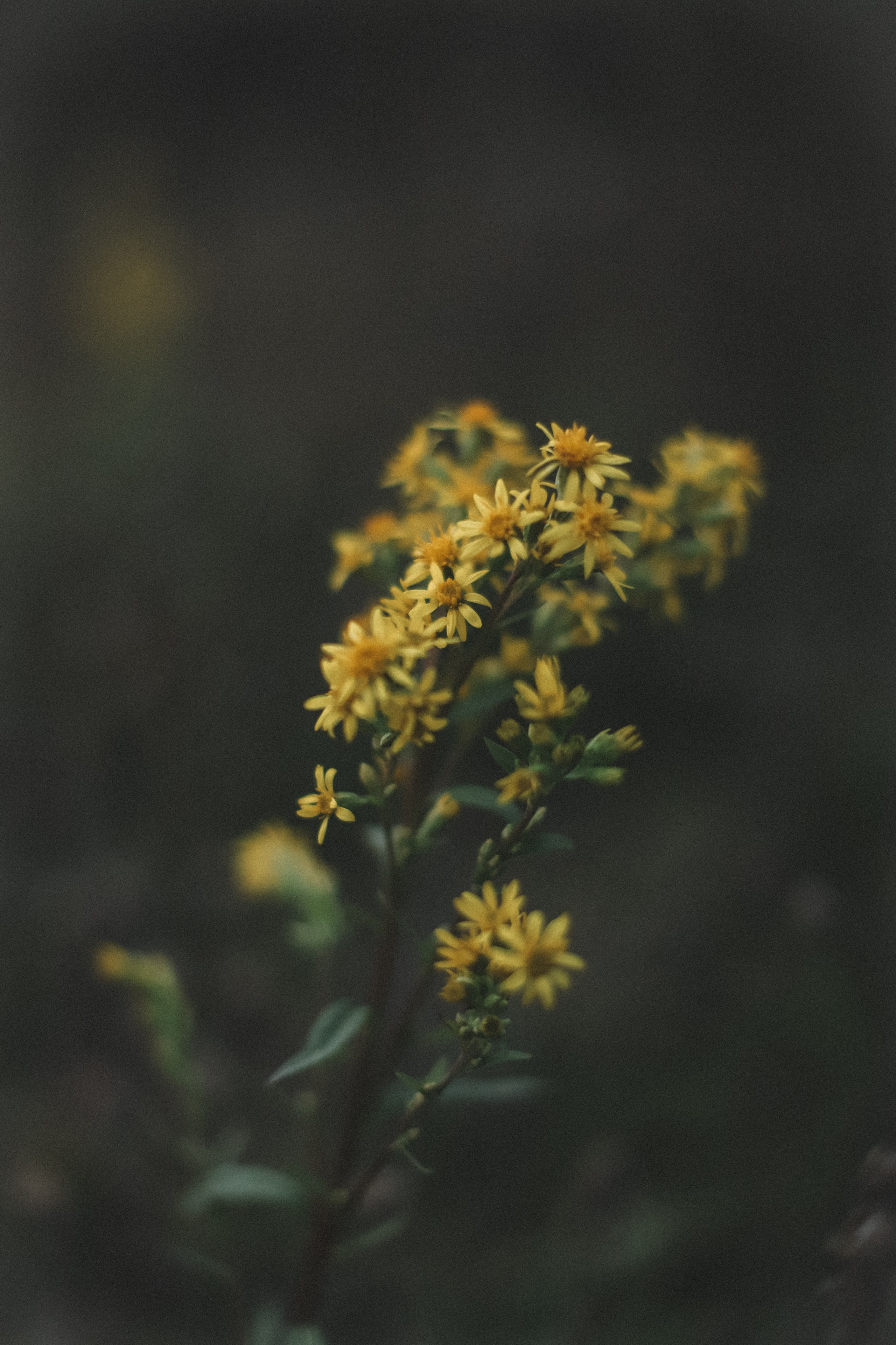 Зина. Фотограф в Нижнем Новгороде Кристина Батанова