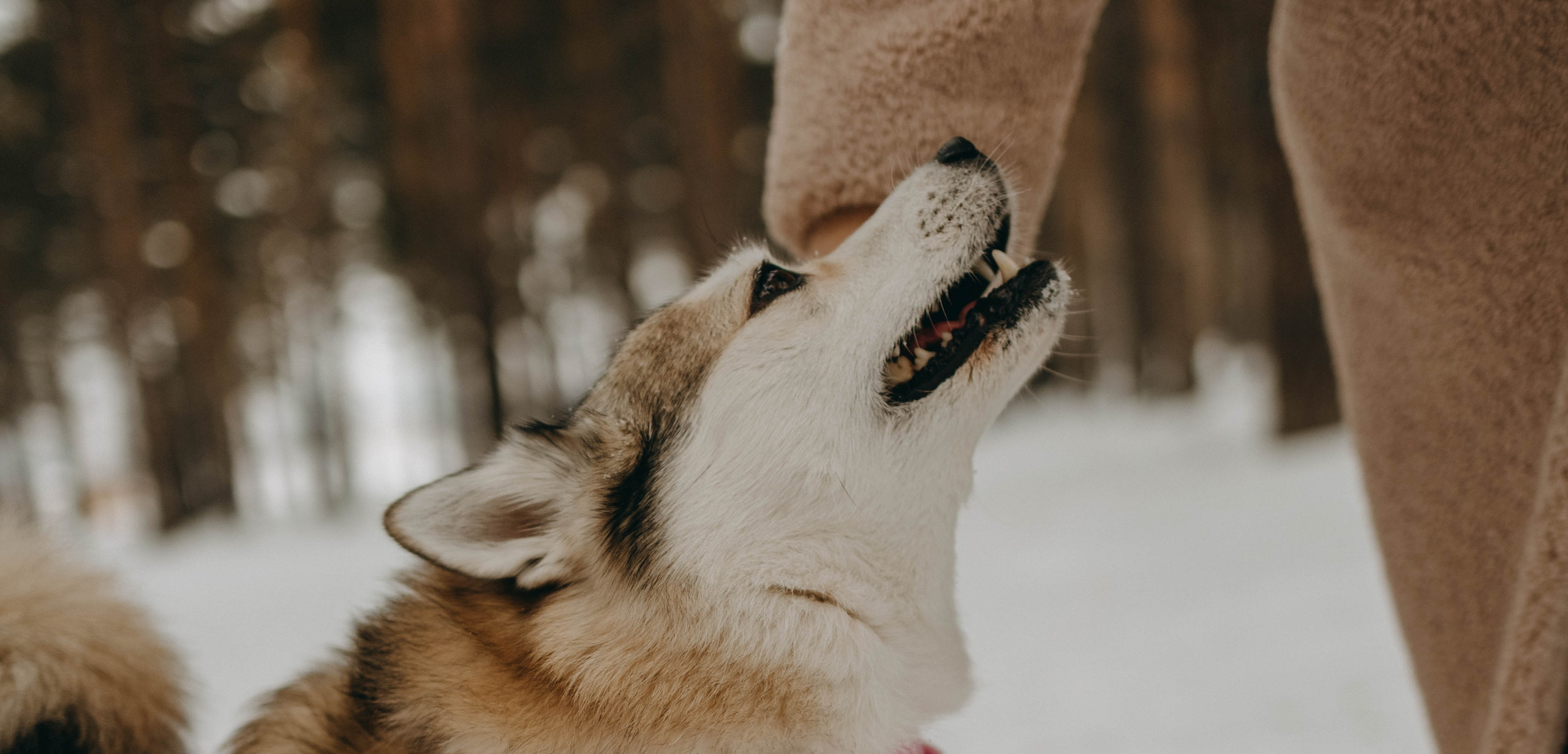 Варвара и Шелби. Фотограф-анималист в Екатеринбурге | Кристина