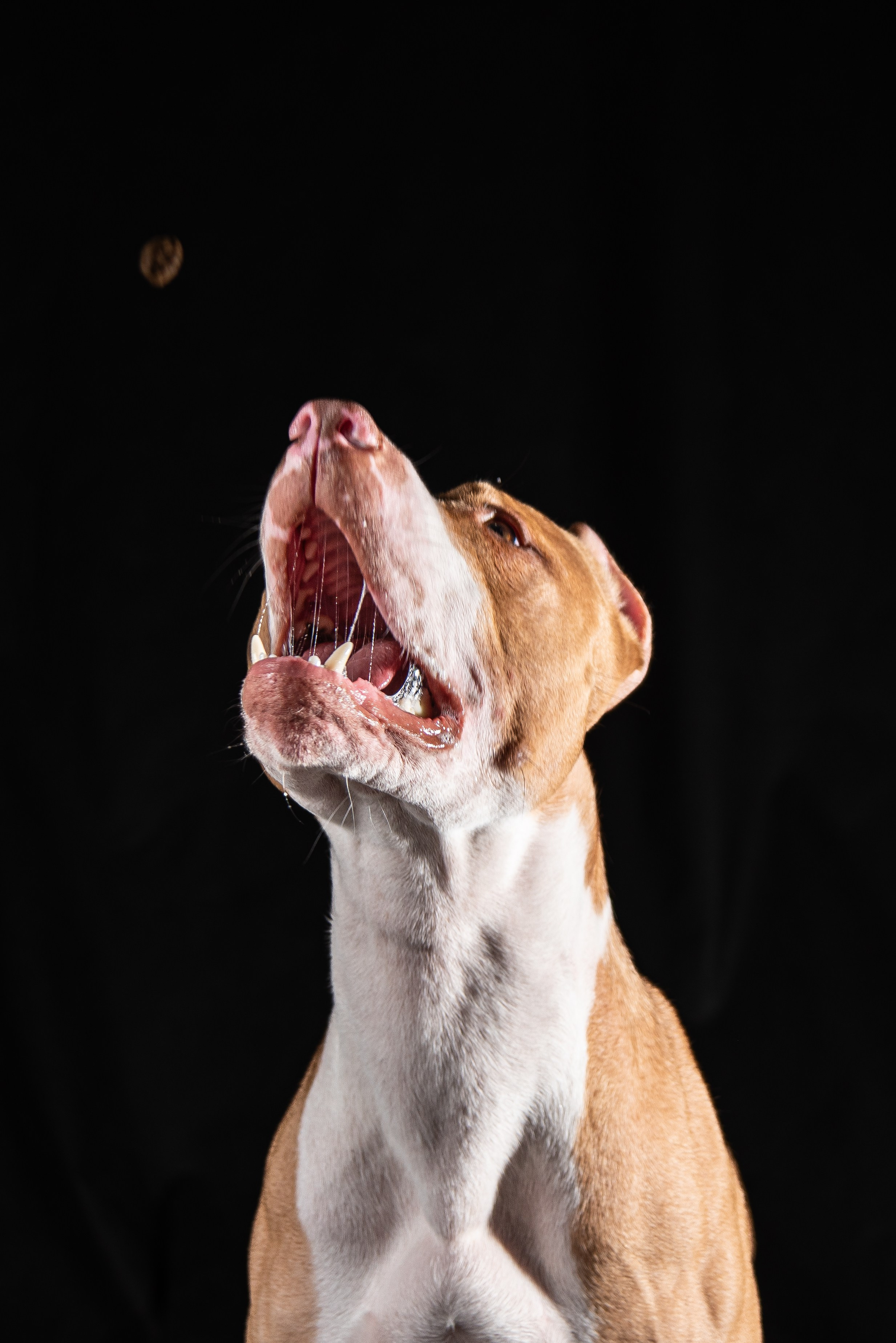Фотосессия собак на черном фоне в Нижнем Новгороде. Фотограф Макс Огурцов в Нижнем Новгороде