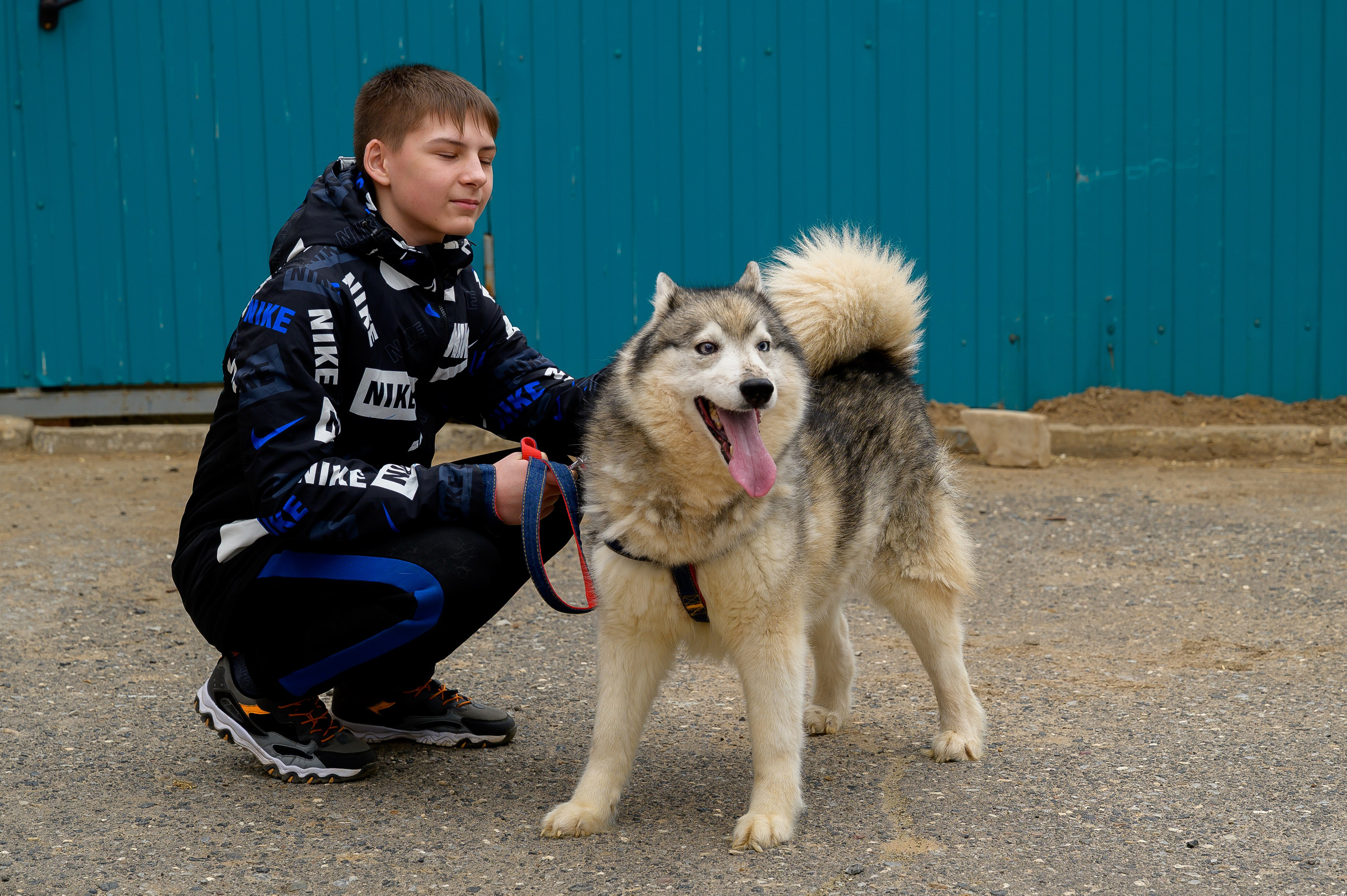 Открытие приюта для собак породы Хаски «Хаски дом»
