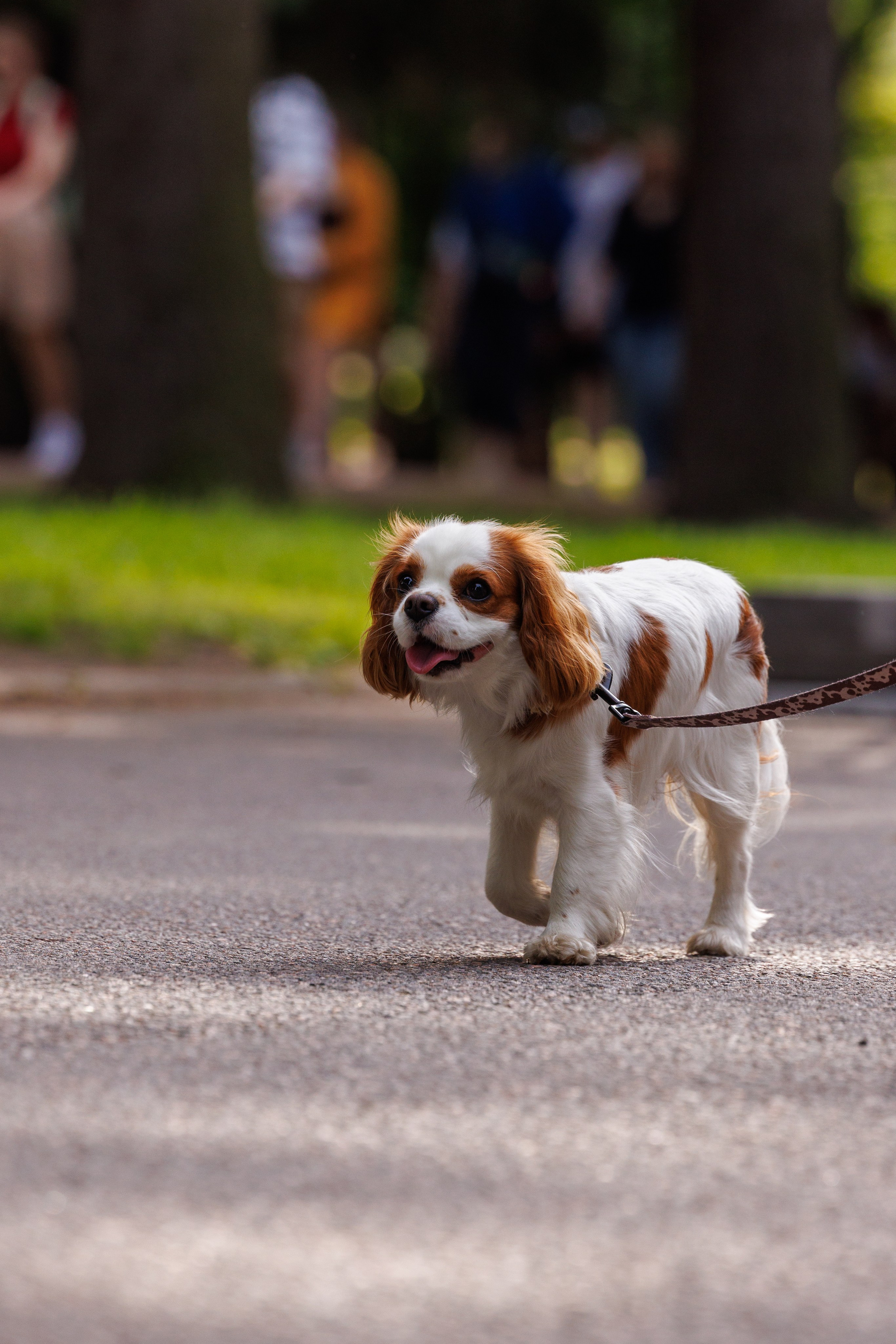 PetShopDays2026. Фотограф Александр Заломаев