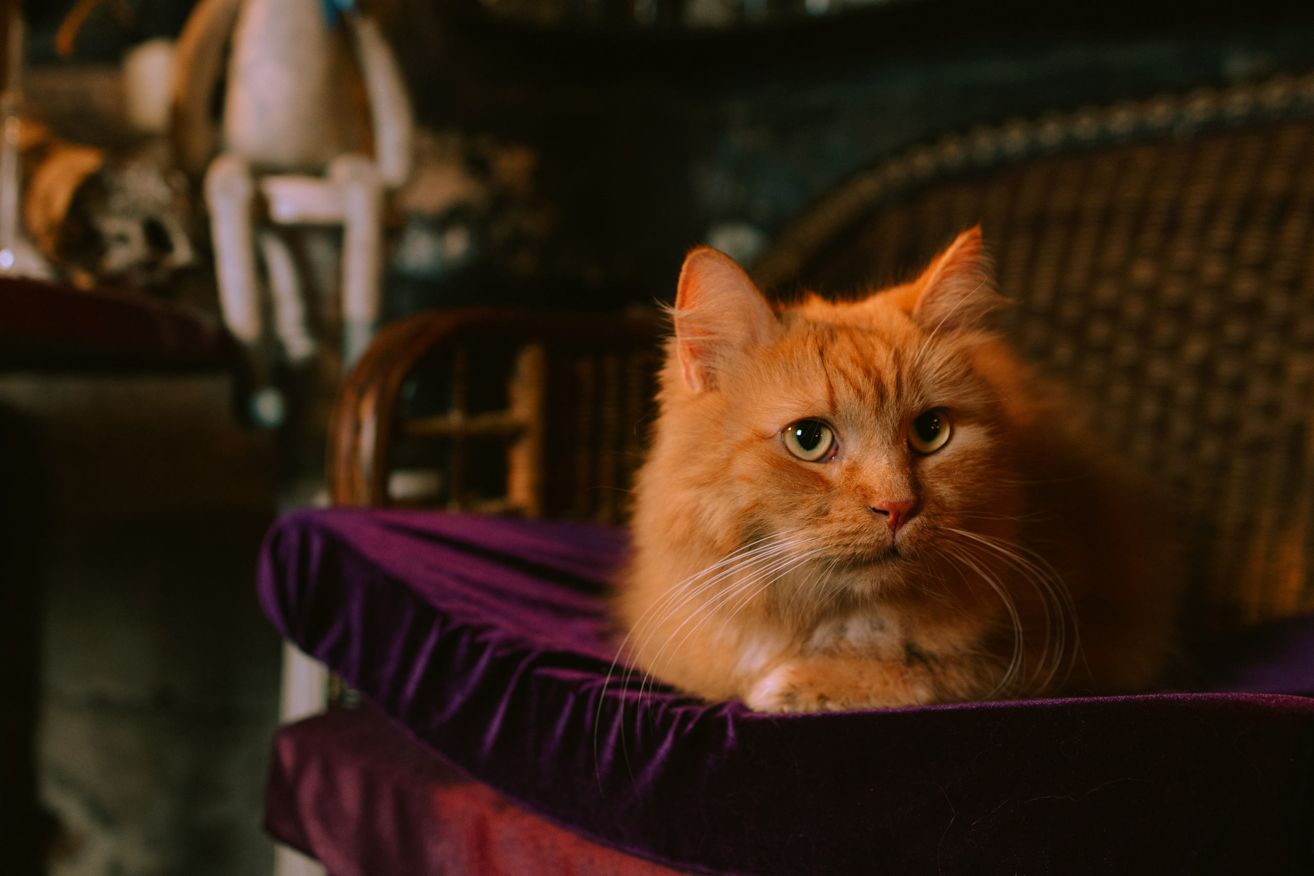 Съёмка домашних животных