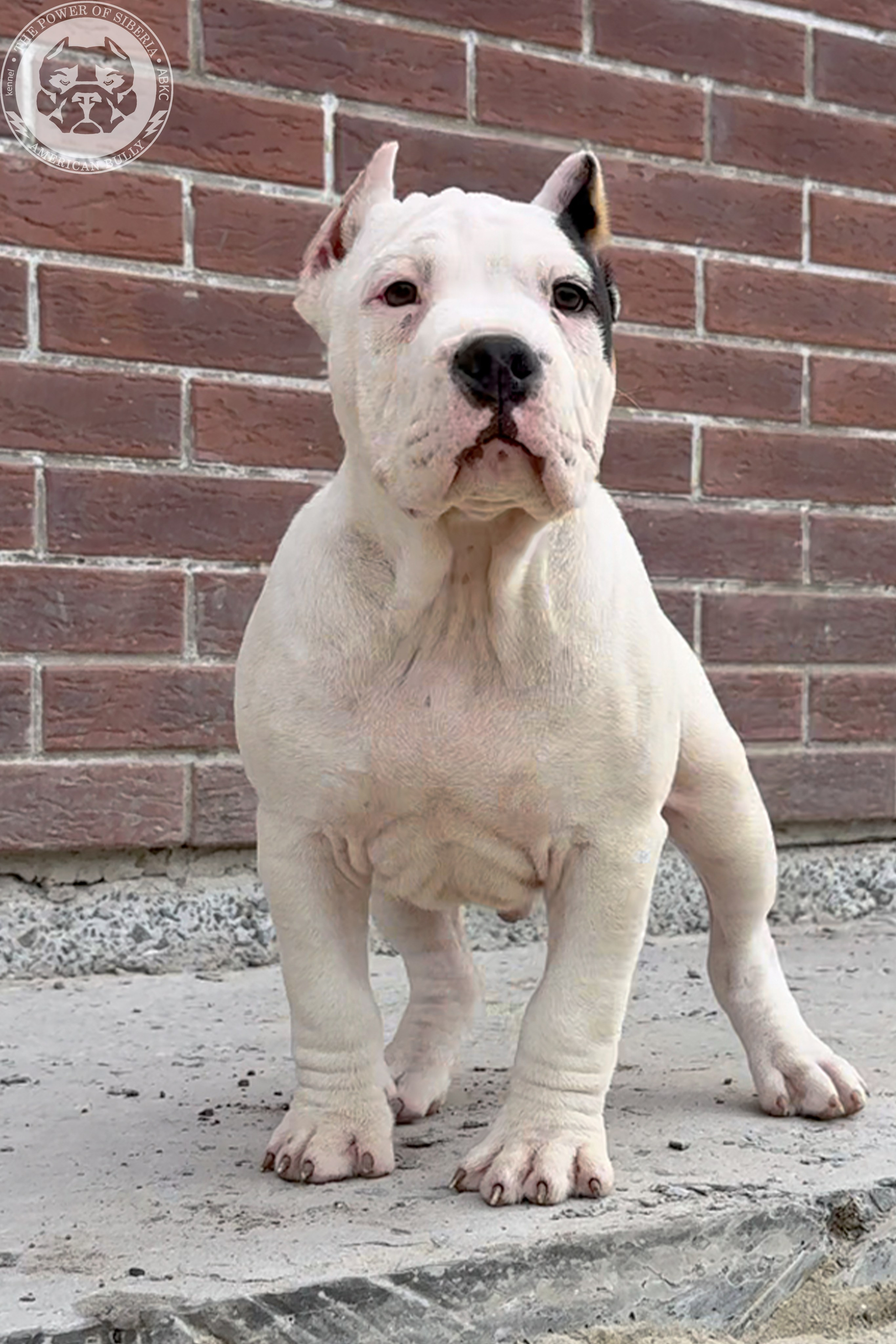 20.01.26-Рокси-Арчи. Американский Булли в г. Ростов-на-Дону. Питомник THE POWER OF SIBERIA