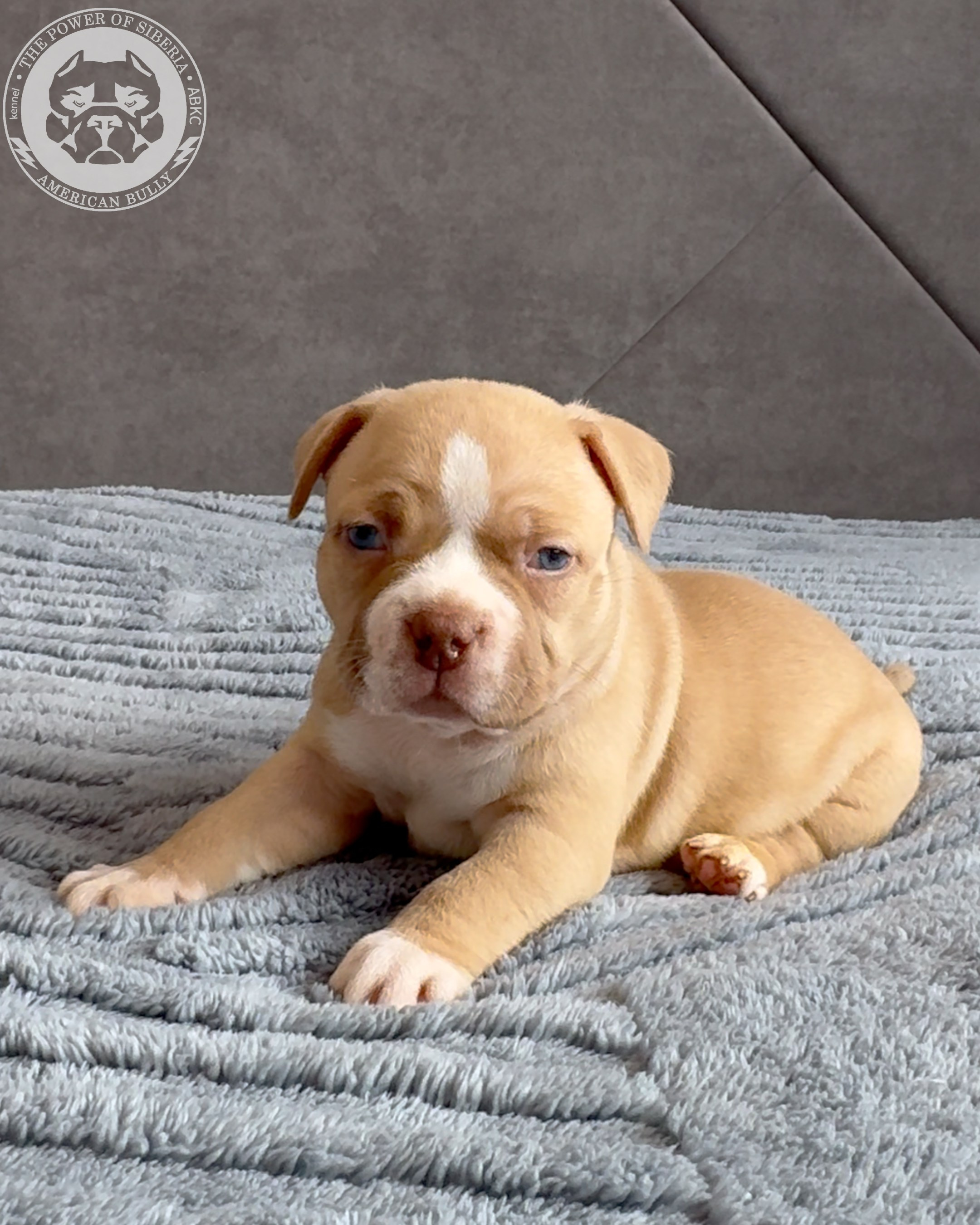 Свободные щенки Американский Булли, в типах покет, классик, стандарт. Американский Булли в г. Ростов-на-Дону. Питомник THE POWER OF SIBERIA