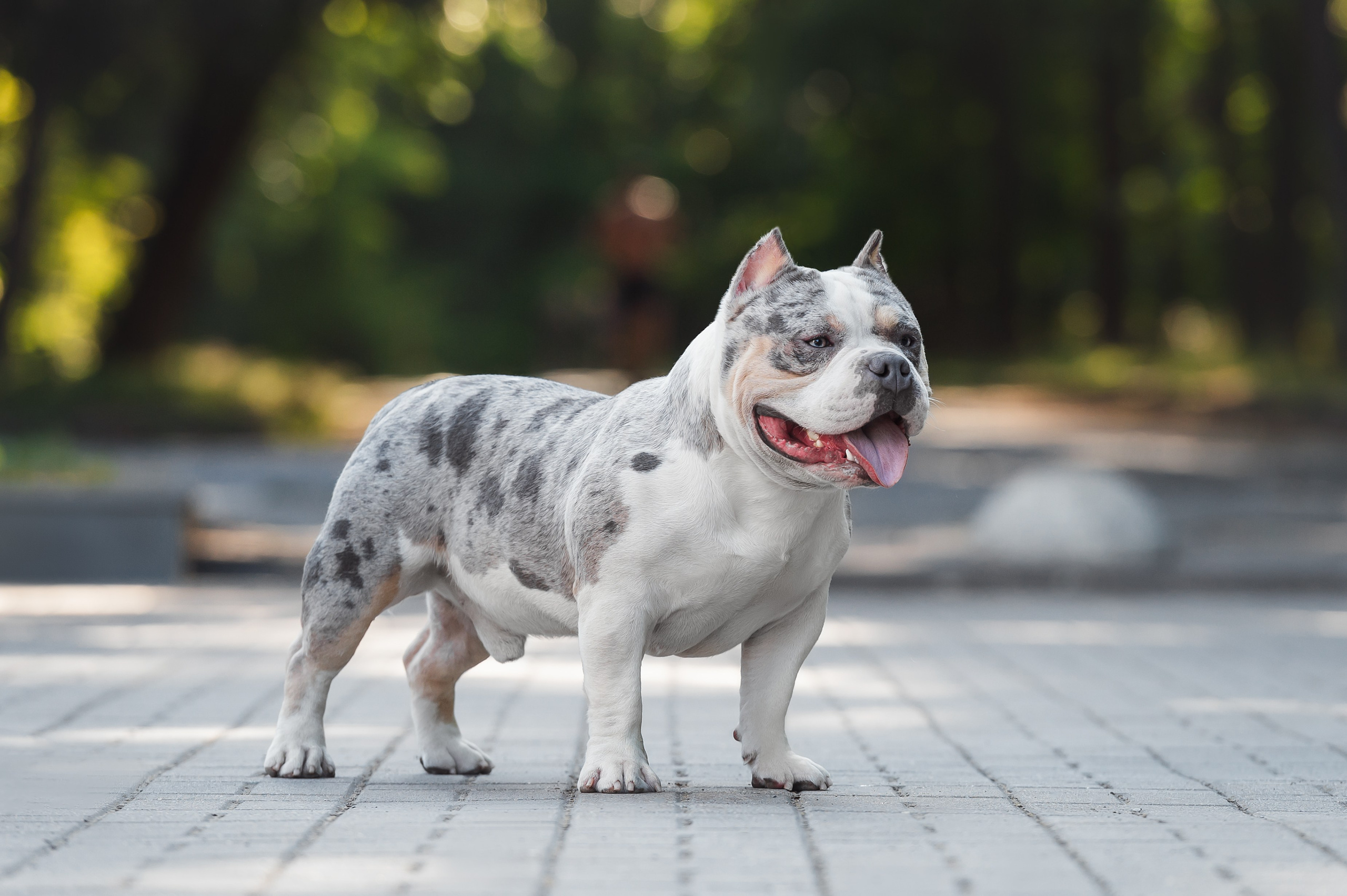 Июньские фотографии Каспера. Американский Булли в г. Ростов-на-Дону. Питомник THE POWER OF SIBERIA