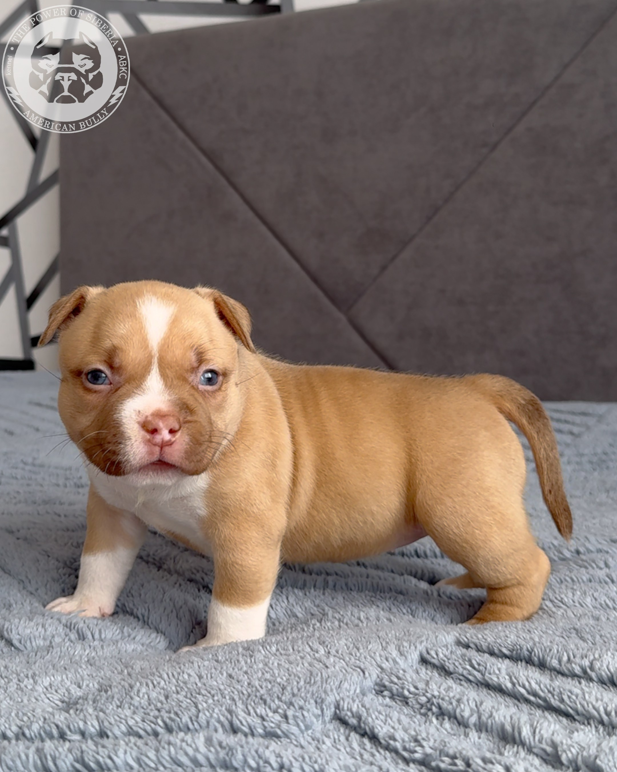 21.02.26-Мила-Турук. Американский Булли в г. Ростов-на-Дону. Питомник THE POWER OF SIBERIA