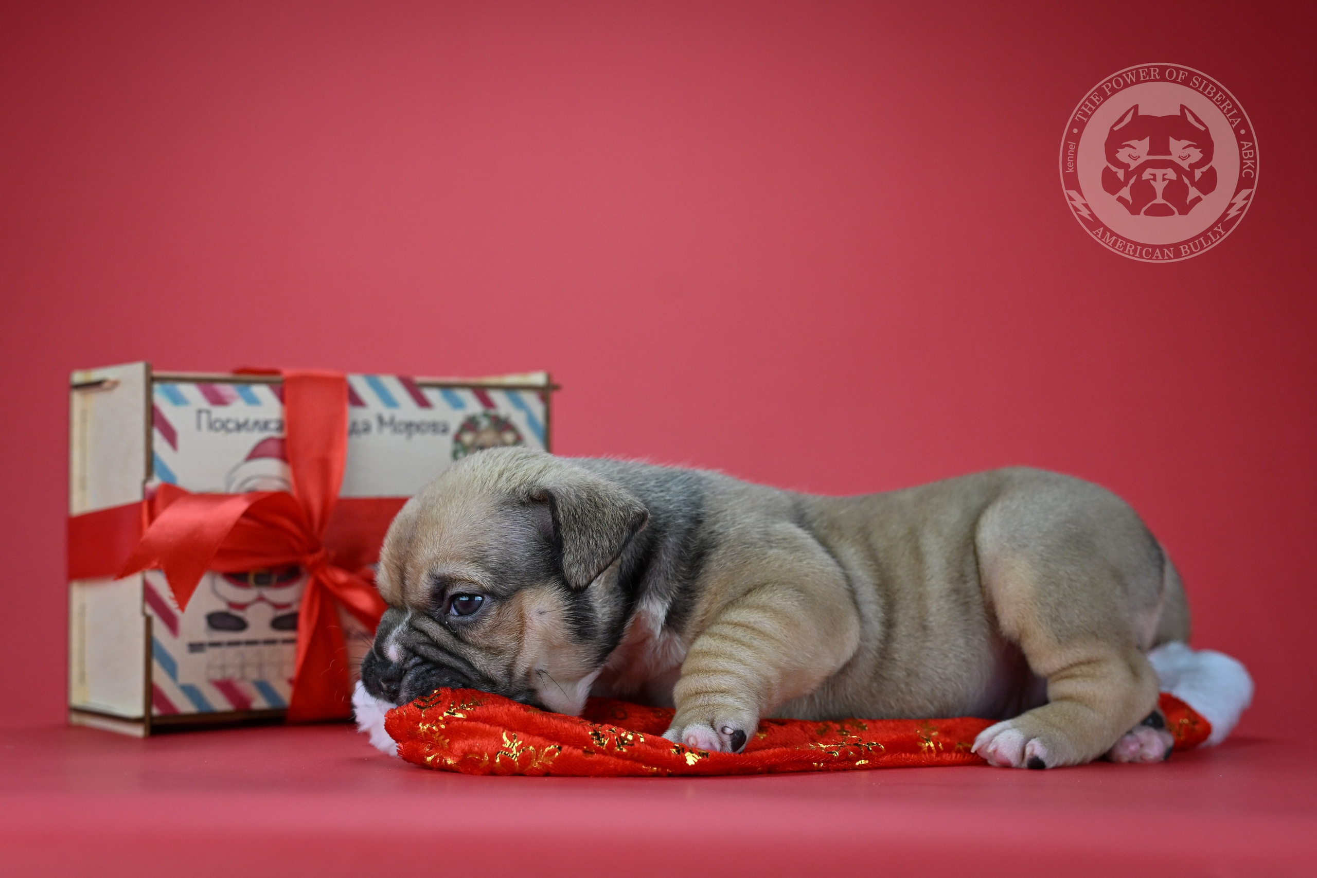22.11.25 Тагира-Каспер. Американский Булли в г. Ростов-на-Дону. Питомник THE POWER OF SIBERIA