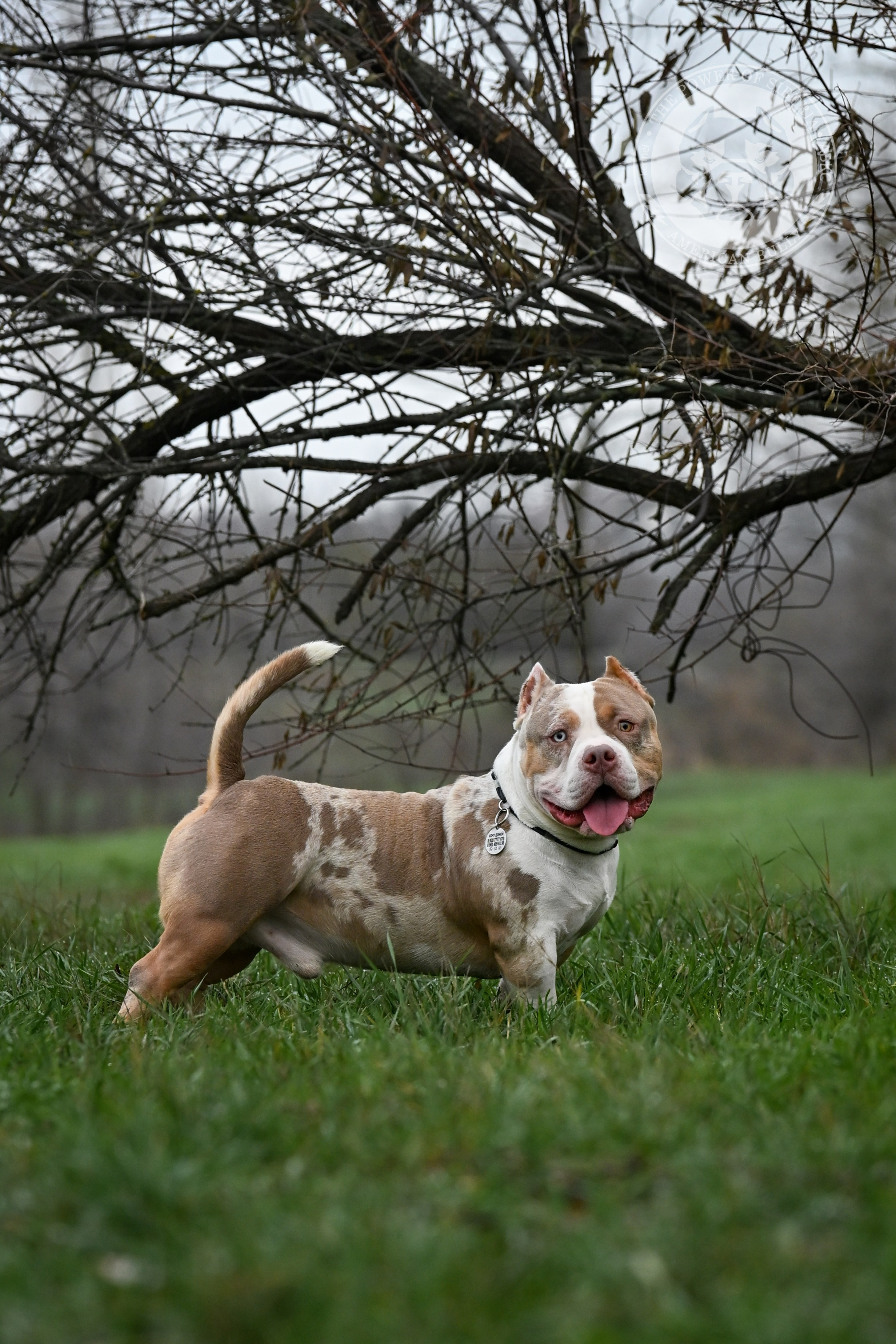 THE POWER OF SIBERIA SIMBA. Американский Булли в г. Ростов-на-Дону. Питомник THE POWER OF SIBERIA