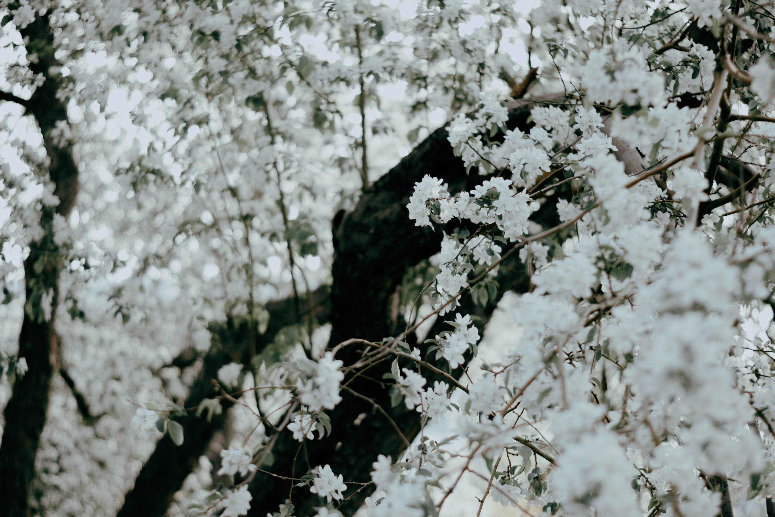 Sofia. Фотограф Барнаул — NAVI / НАВИ