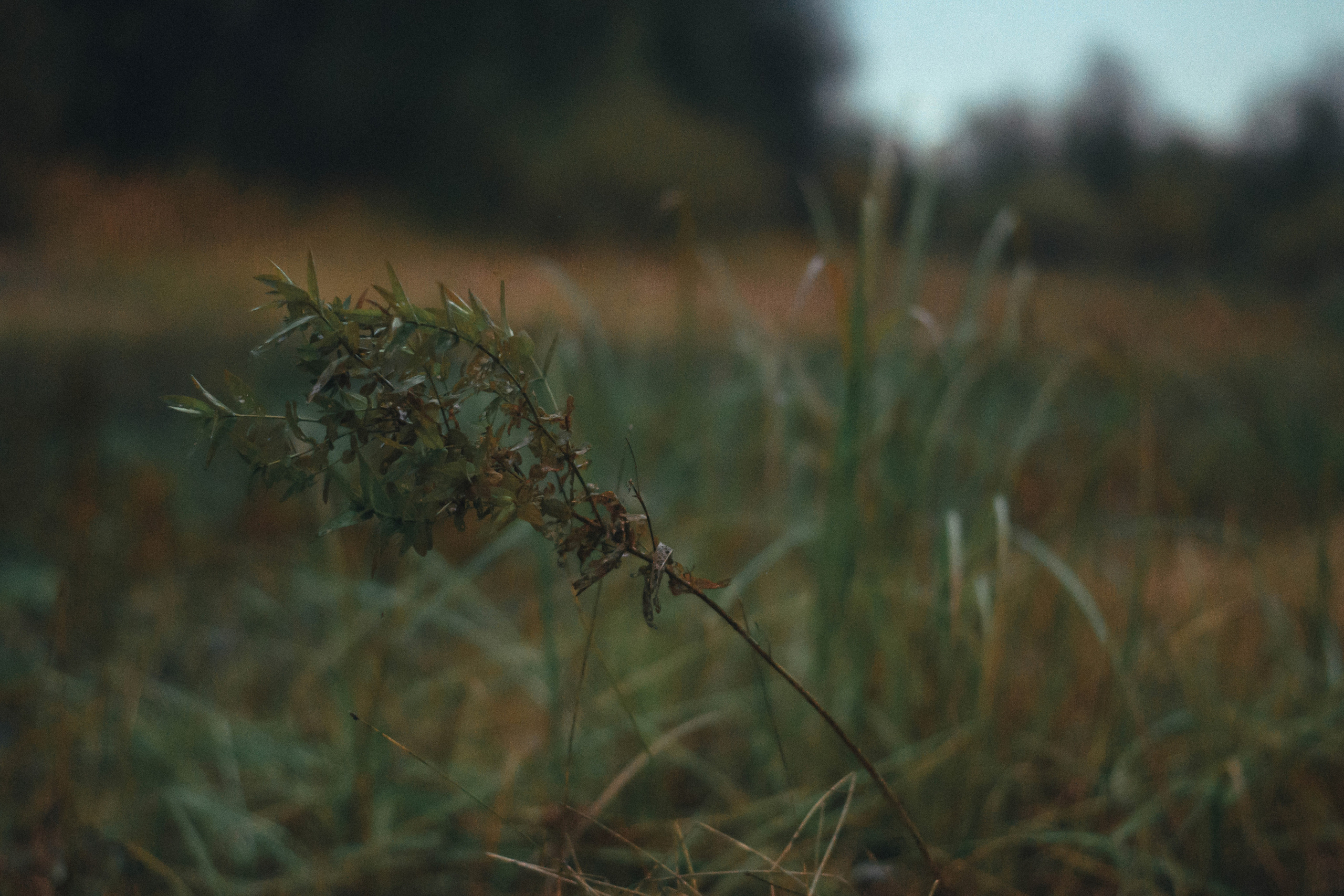 Anna. Фотограф Барнаул — NAVI / НАВИ