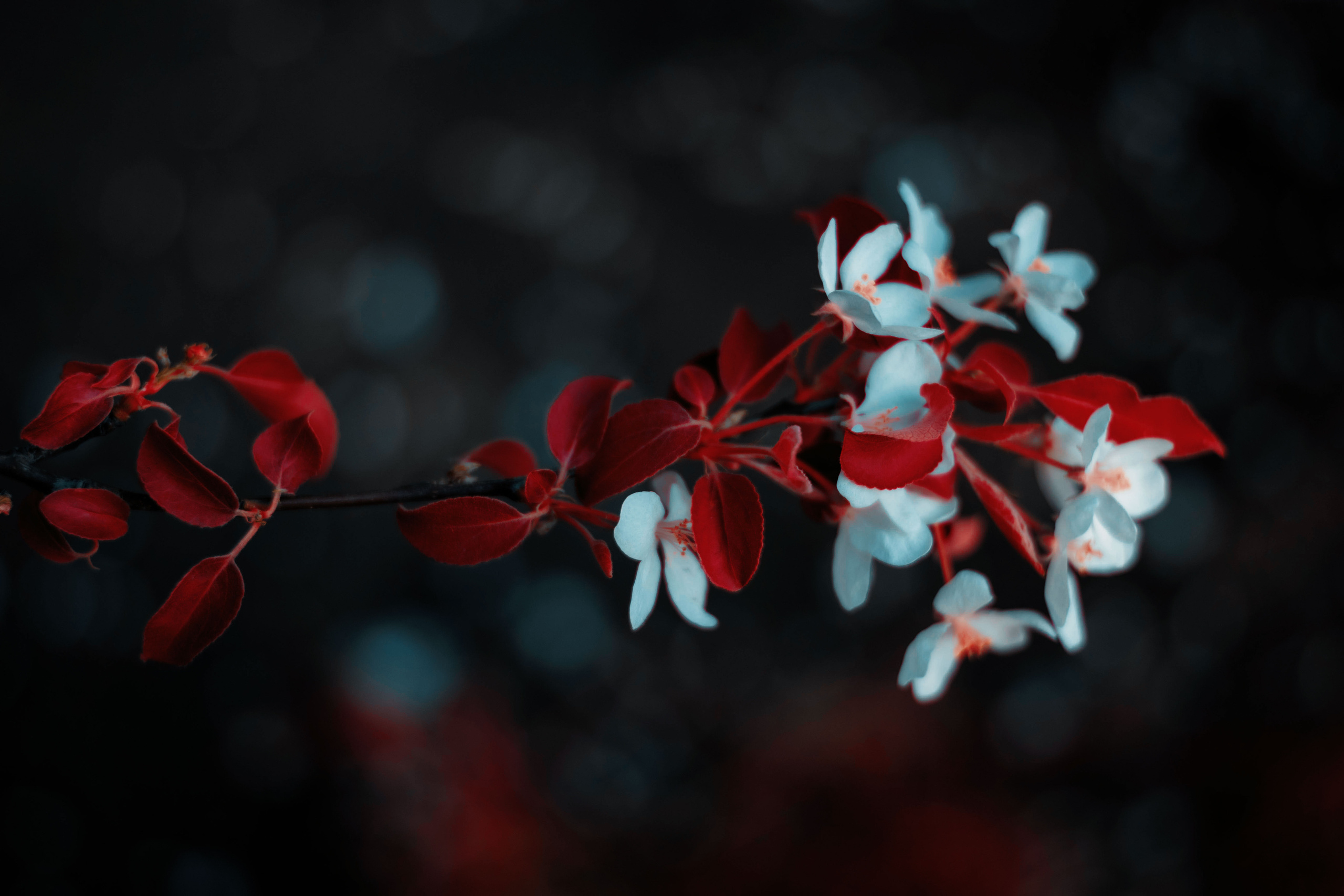 Sofia. Фотограф Барнаул — NAVI / НАВИ