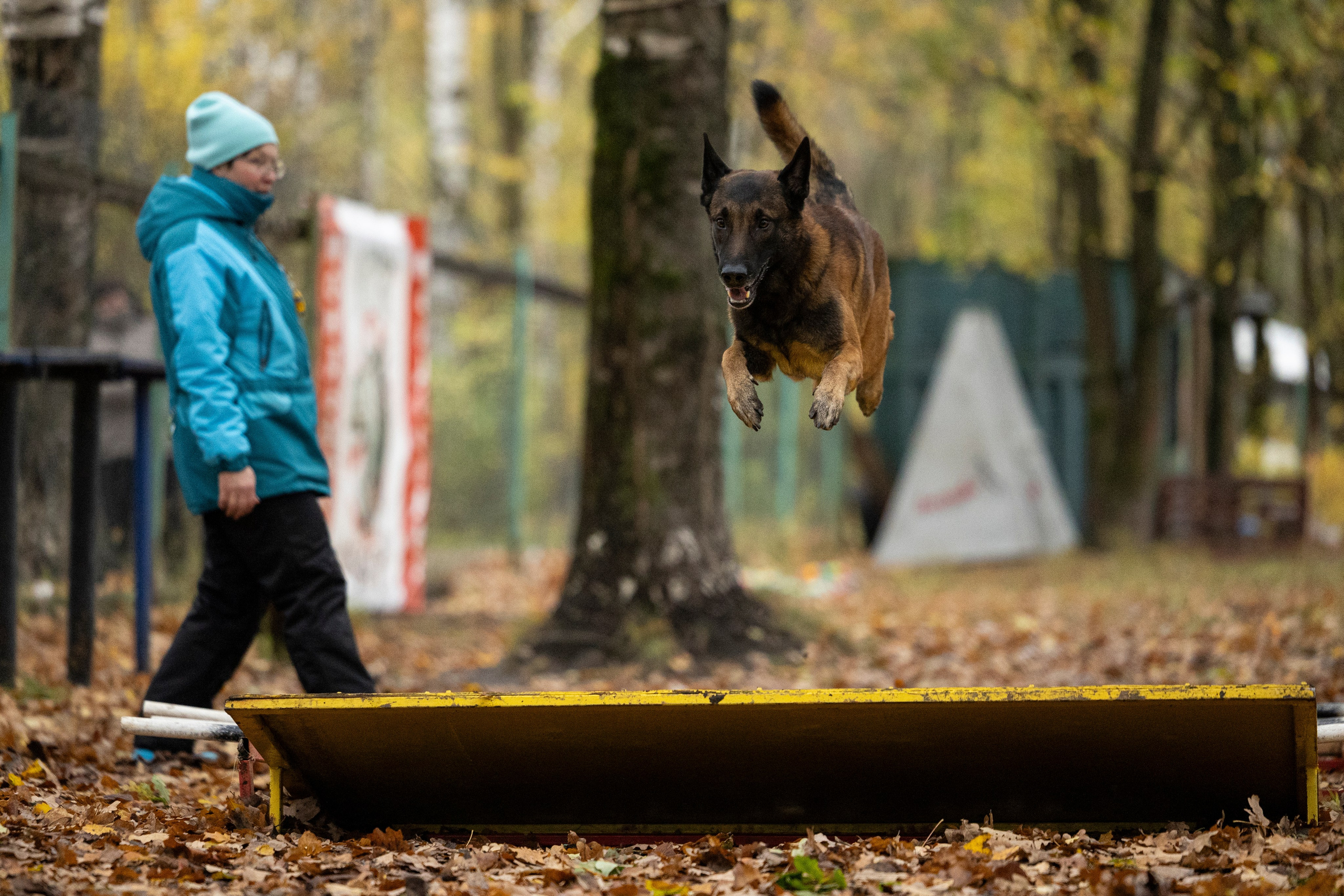 Соревнования по Мондьорингу г. Вологда. Фотограф-анималист Анна Маринич