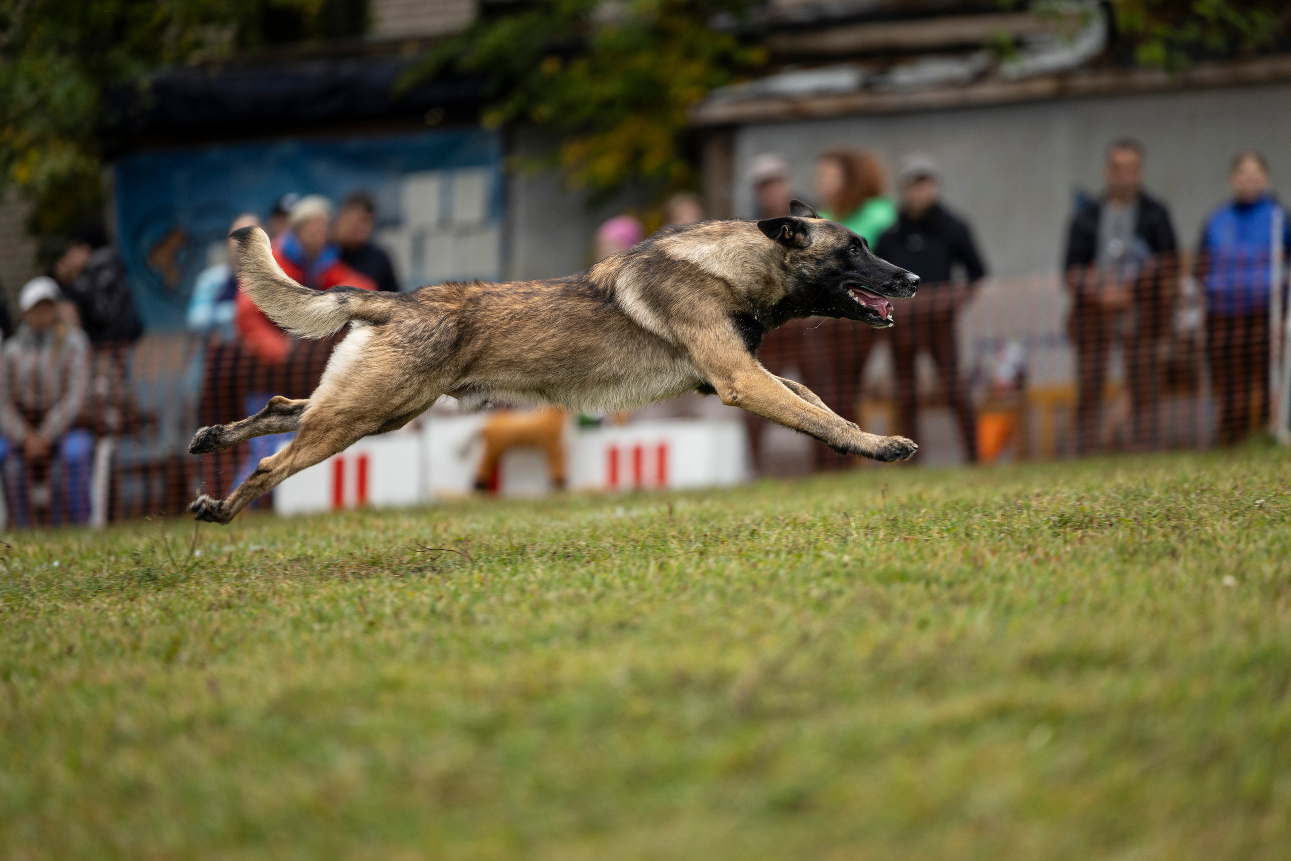 Испытания по Мондьорингу г. Пушкин. Фотограф-анималист Анна Маринич