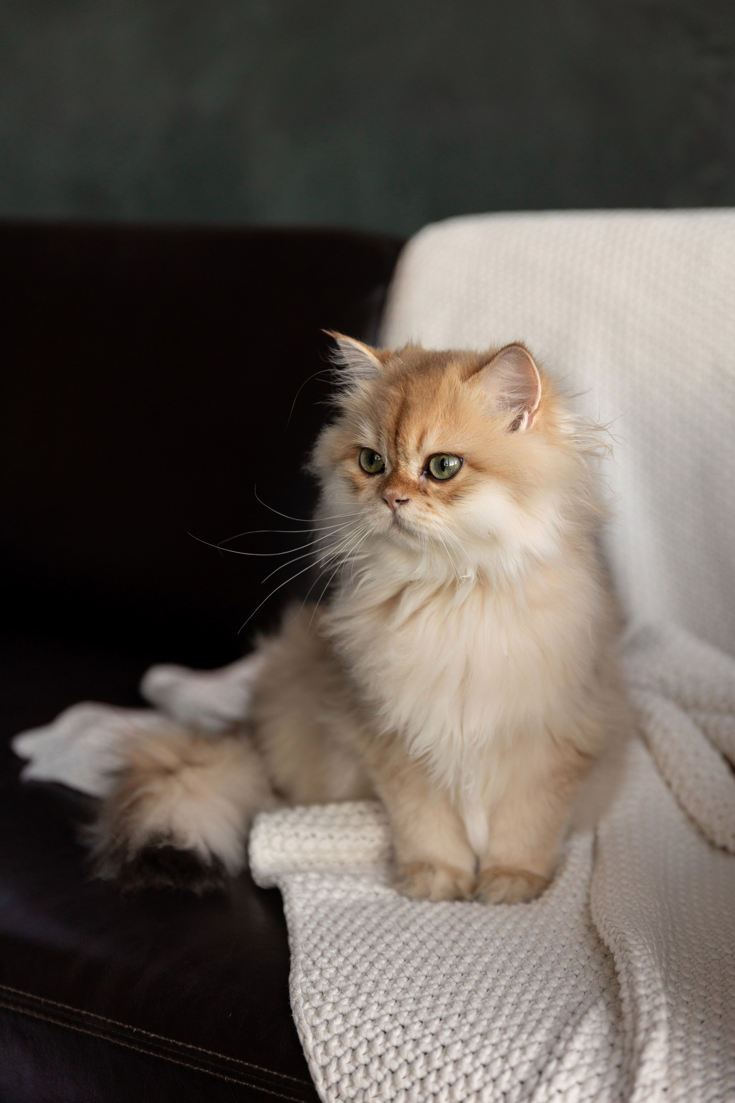 Фотосессия с котятами. Семейный и свадебный фотограф в Санкт-Петербурге Татьяна Швыкова