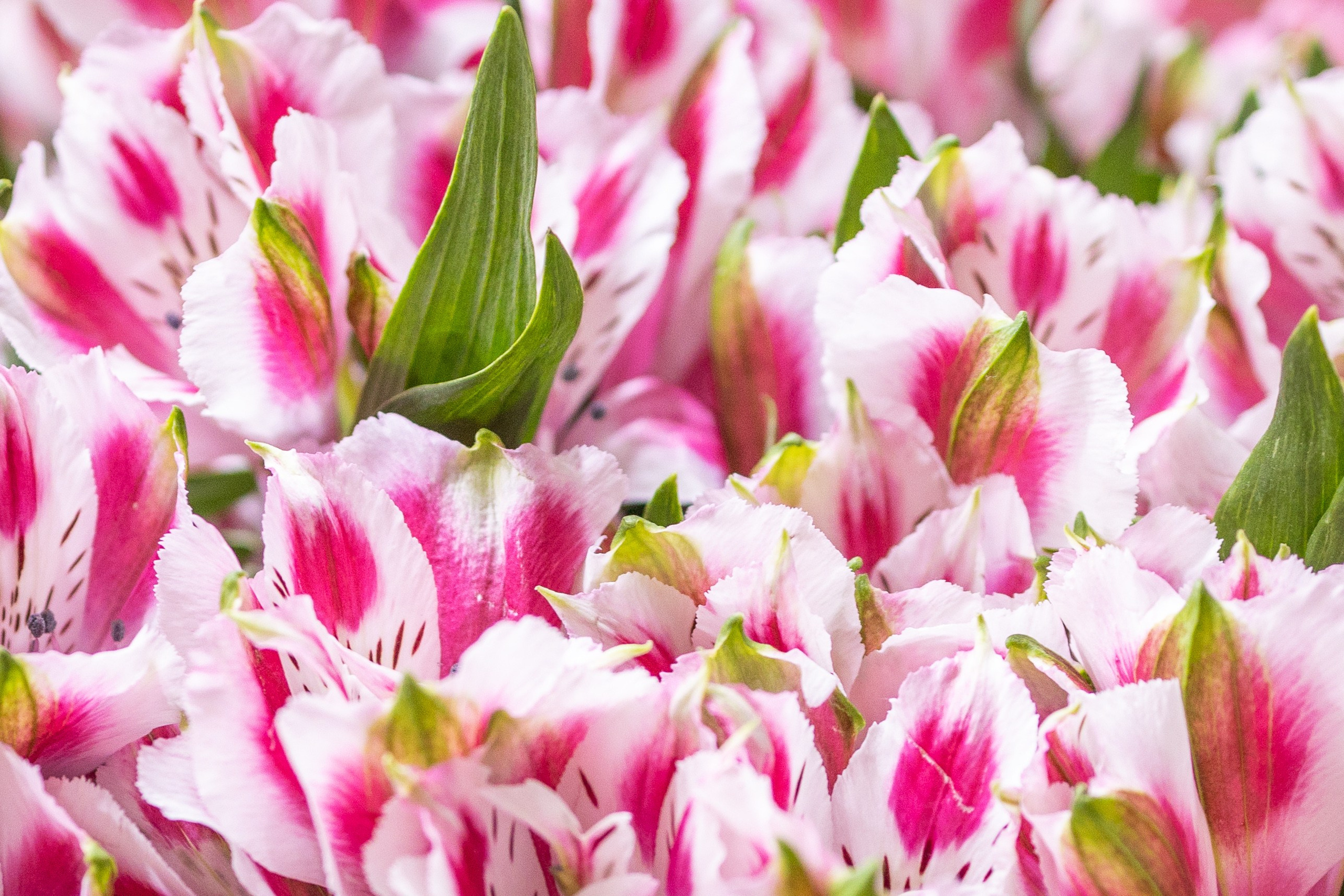 Цветы-Экспо 2025. Фотосессии и репортаж — Фотограф в Москве — Рина Серёгина