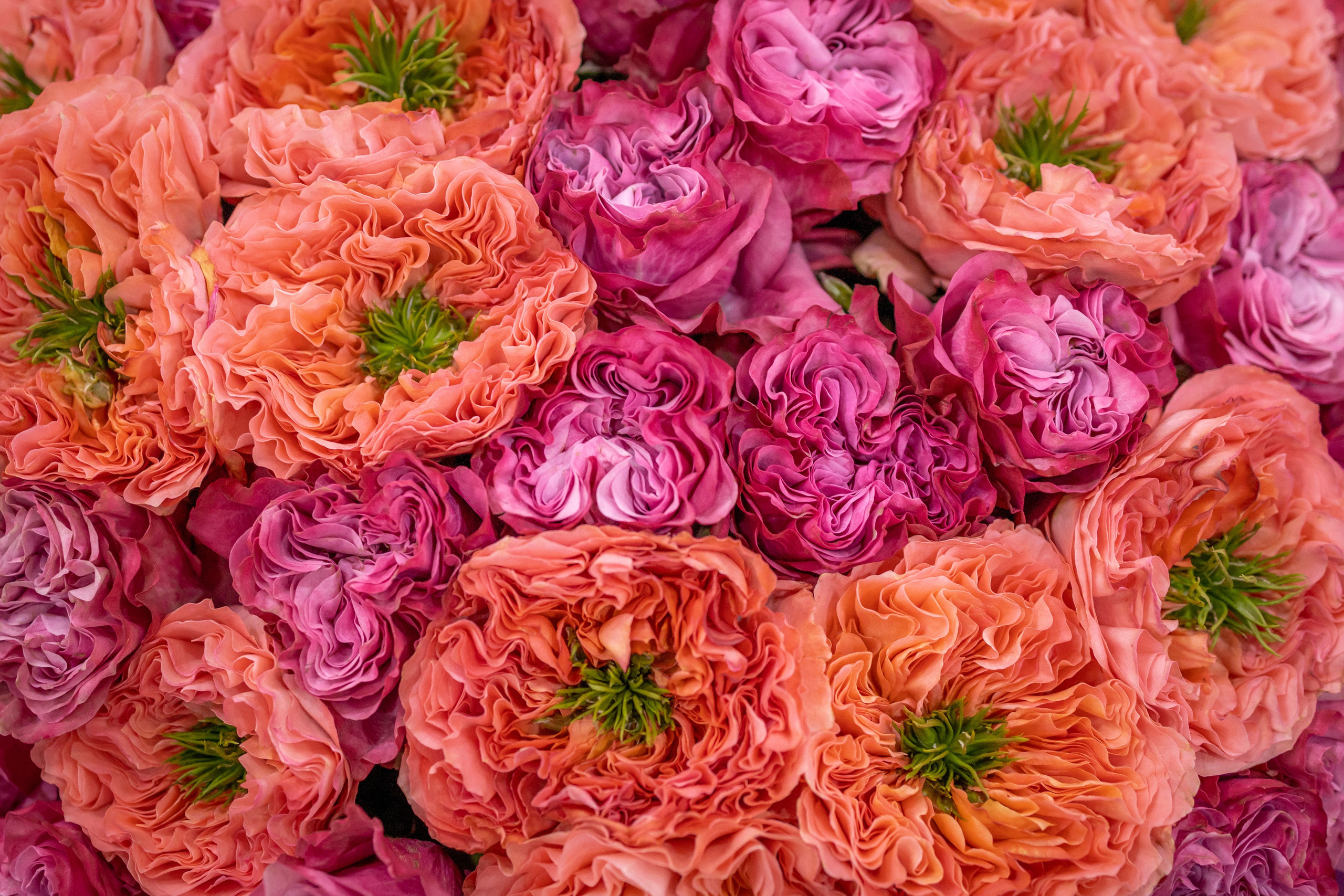 Цветы-Экспо 2025. Фотосессии и репортаж — Фотограф в Москве — Рина Серёгина