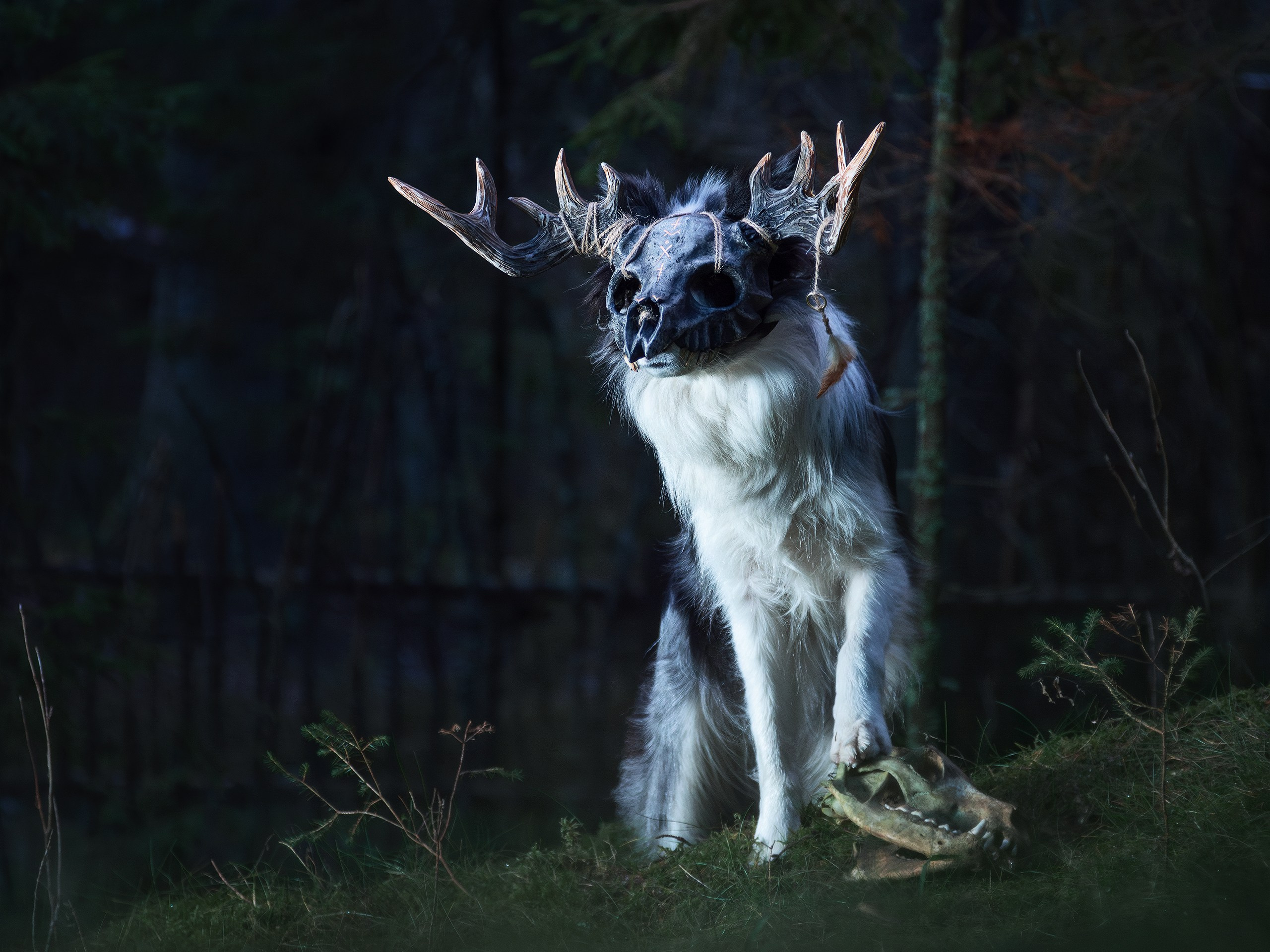 Хэллуин. Фотограф анималист Никита Натальный