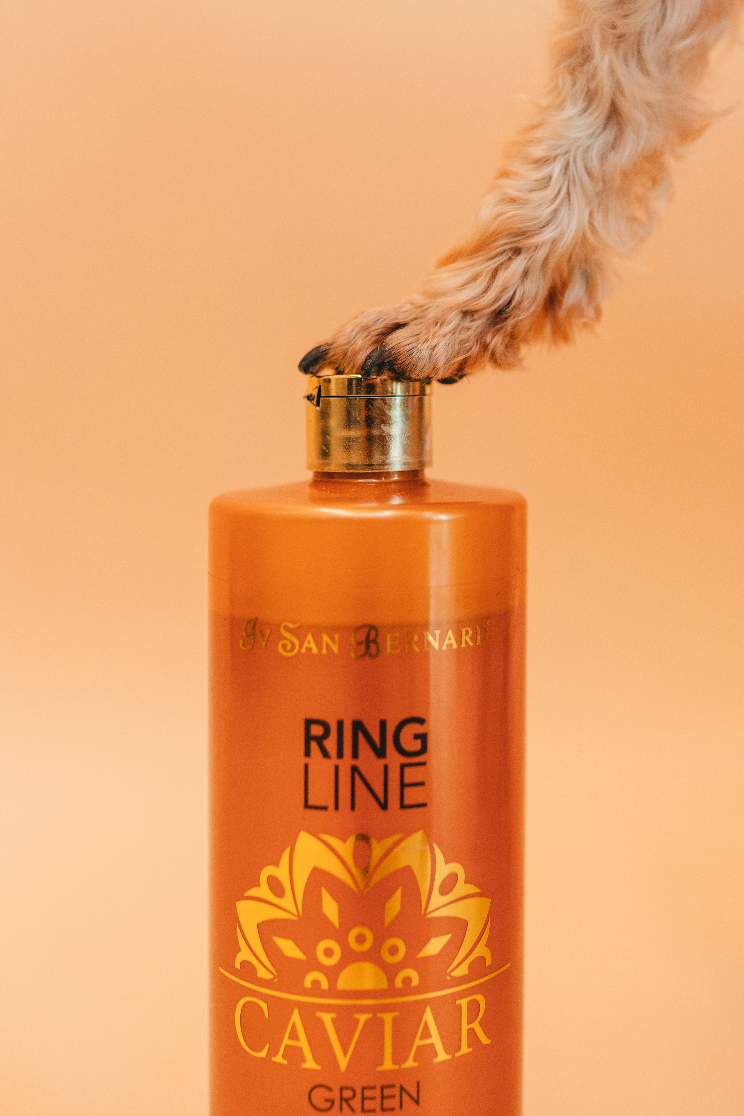 Груминг — салон. Фотограф анималист Осипчикова Мария