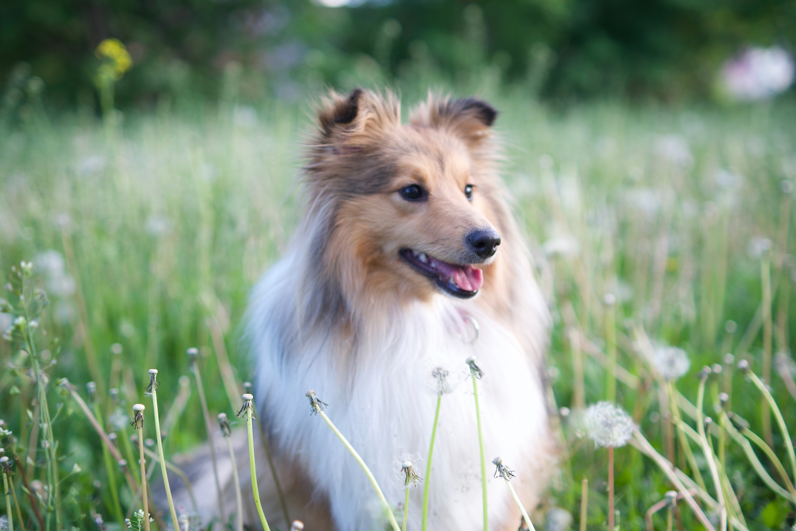 Ваши фотографии. Фотограф анималист Осипчикова Мария