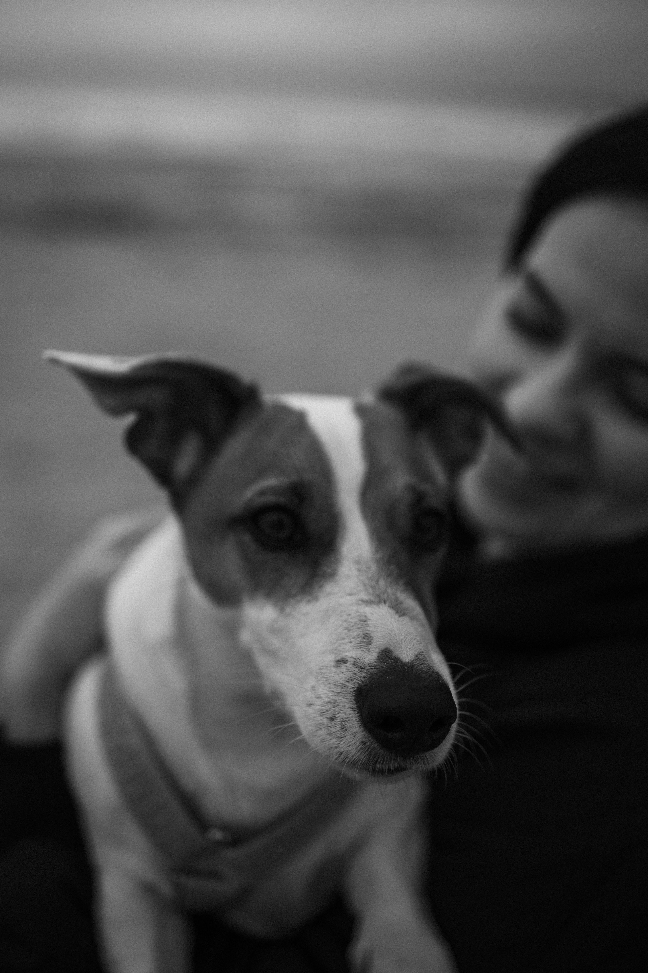 Саша и Джеки. Фотограф — Анималист | Санкт-Петербург