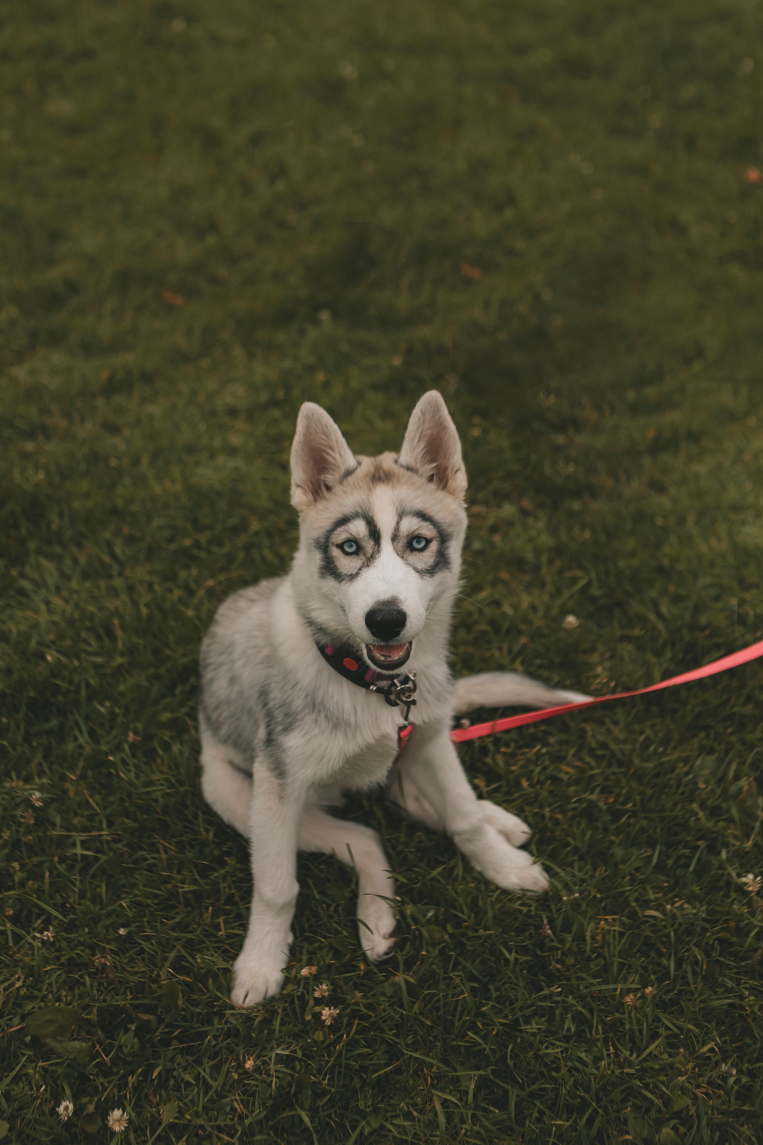 Милана и Белка. Фотограф-анималист в Санкт-Петербурге Алина Яхонт