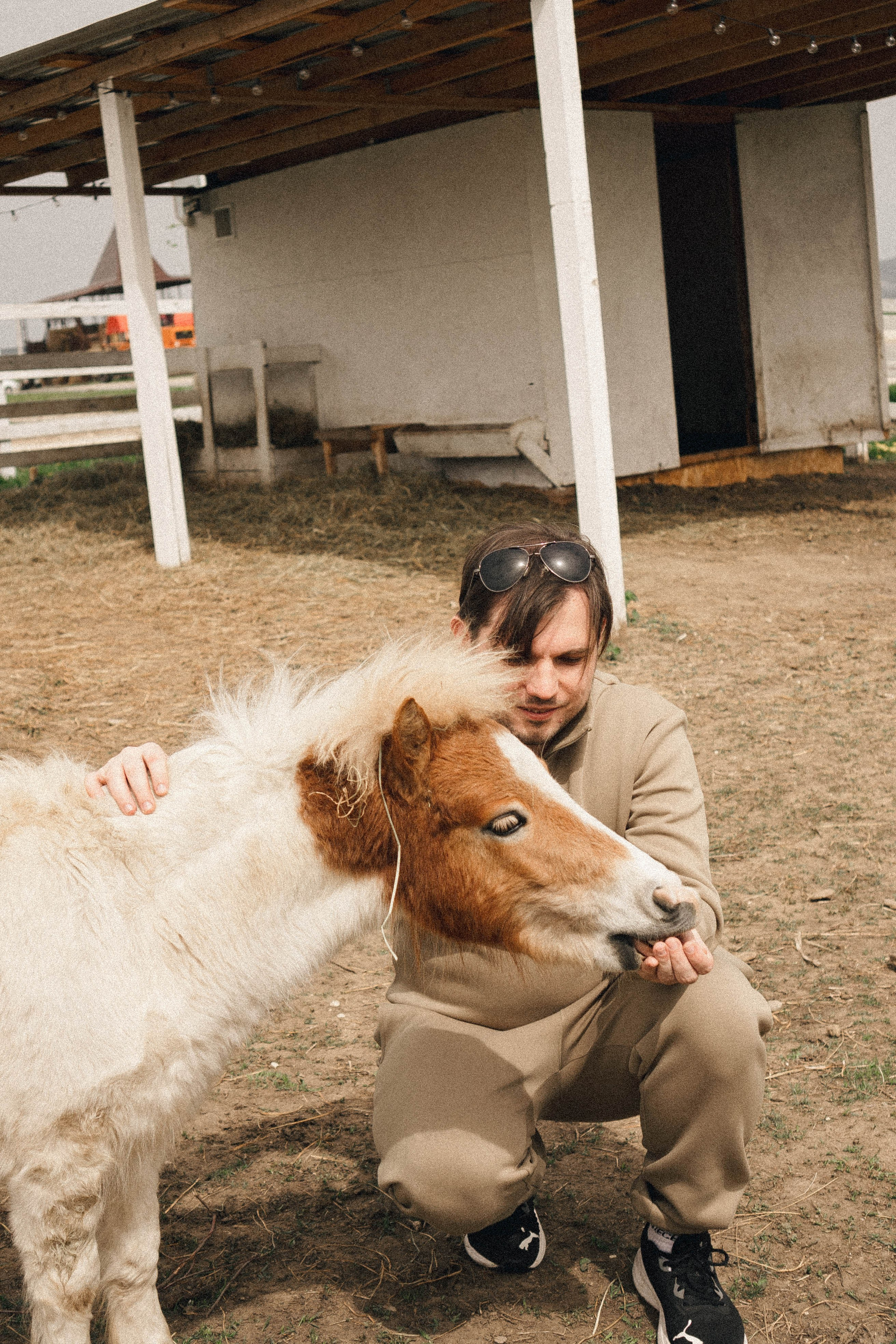 Ферма Альпак. Профессиональный фотограф, Санкт-Петербург — Виктория Богомолова