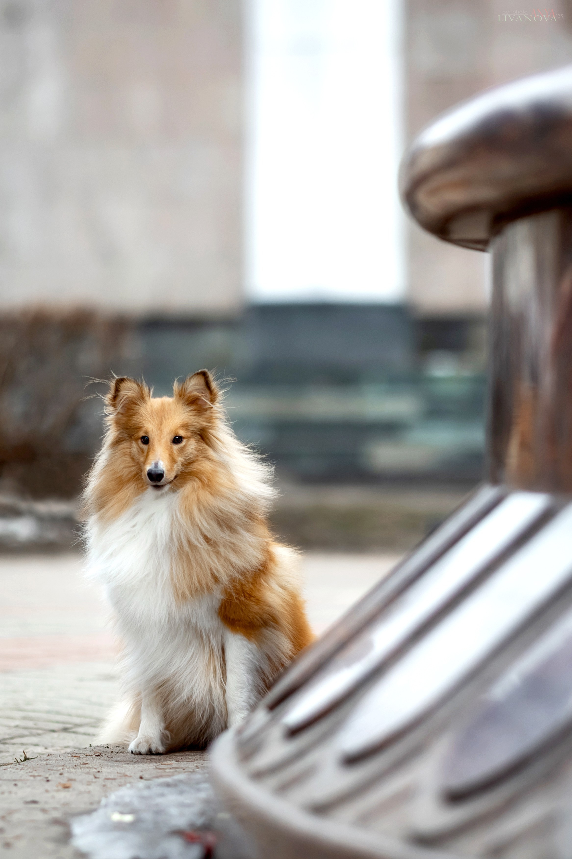Ника. Фотограф анималист Аня Ливанова | Рыбинск