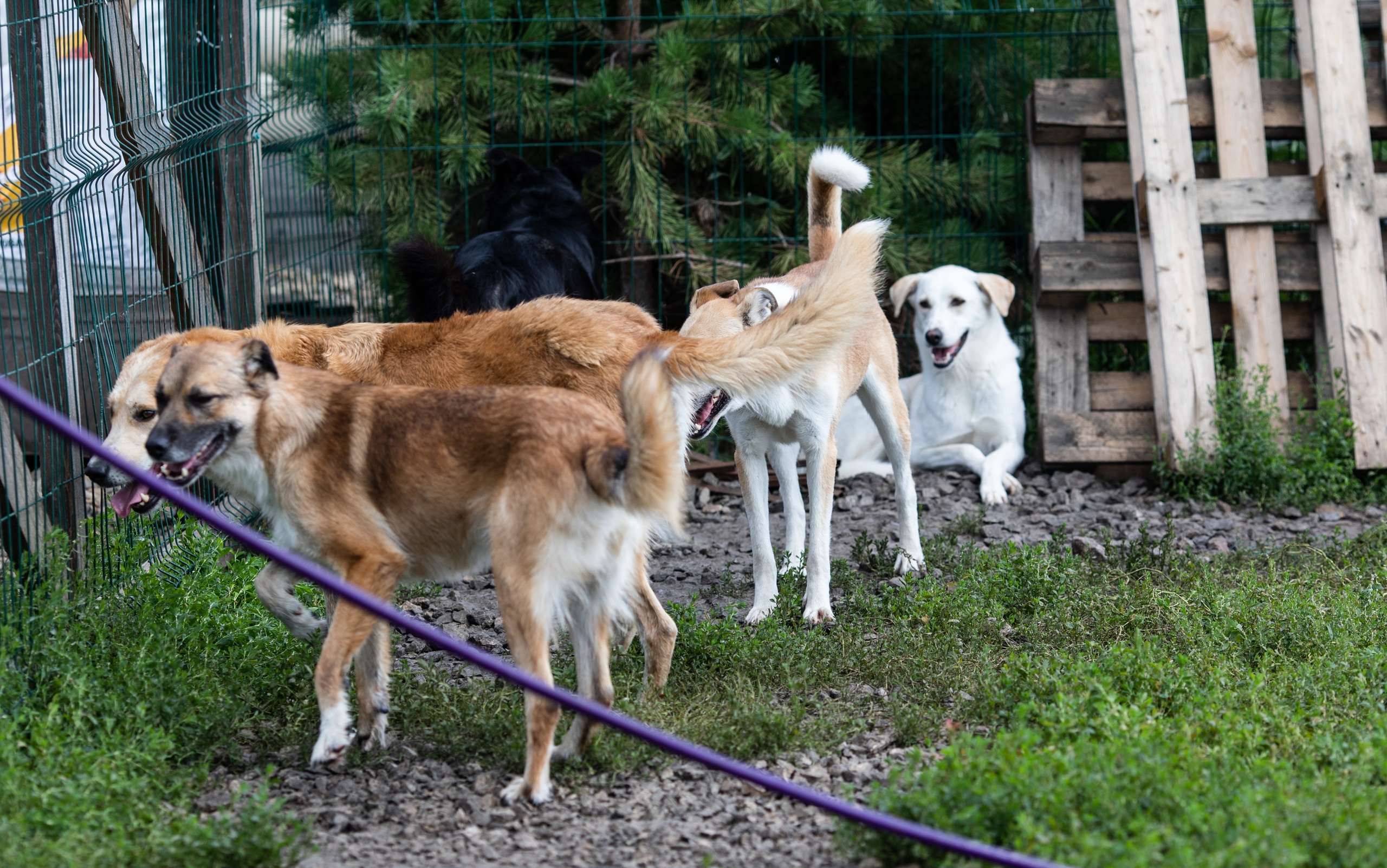 Приют — Наш дом. Репортажный и свадебный фотограф в Челябинске Елисеев Павел