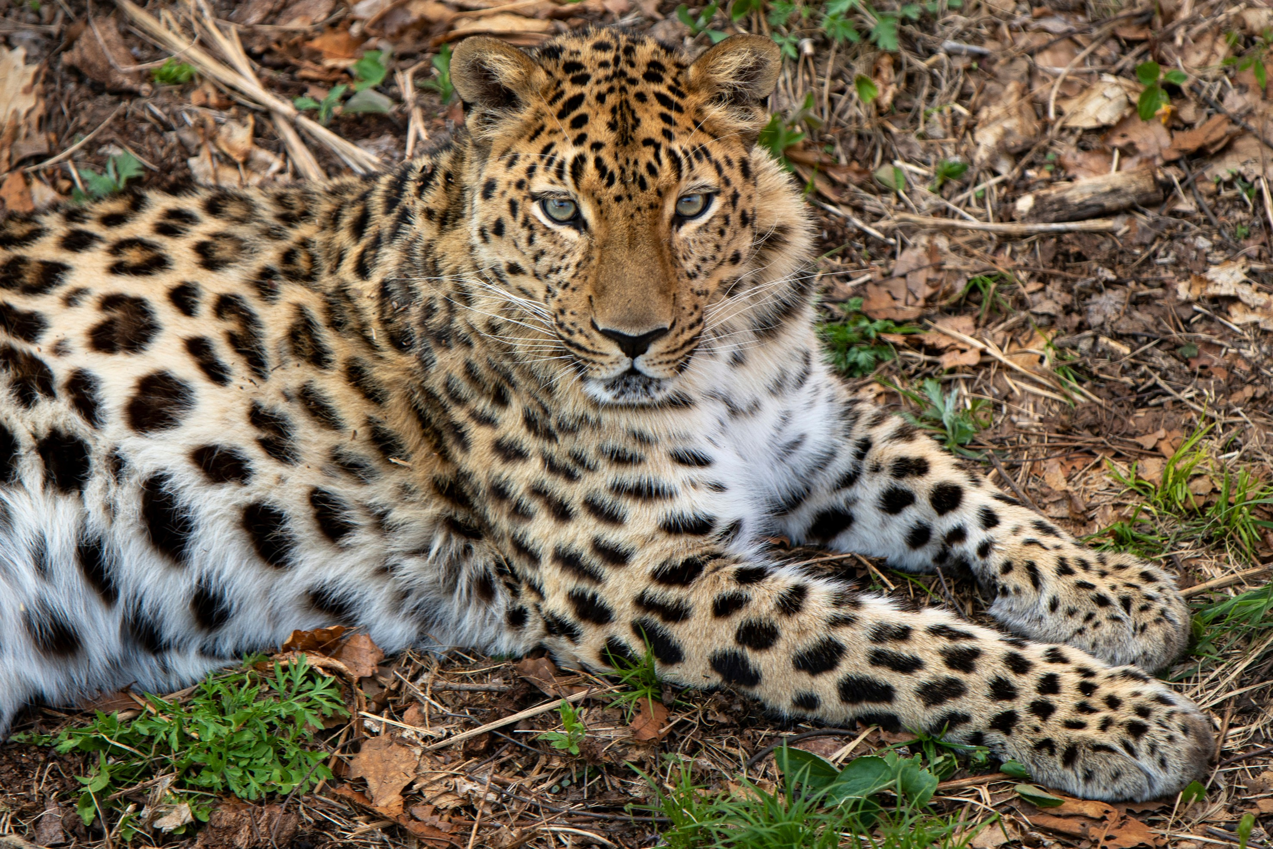 Животные. Команда фотографов Кристины Ивановой