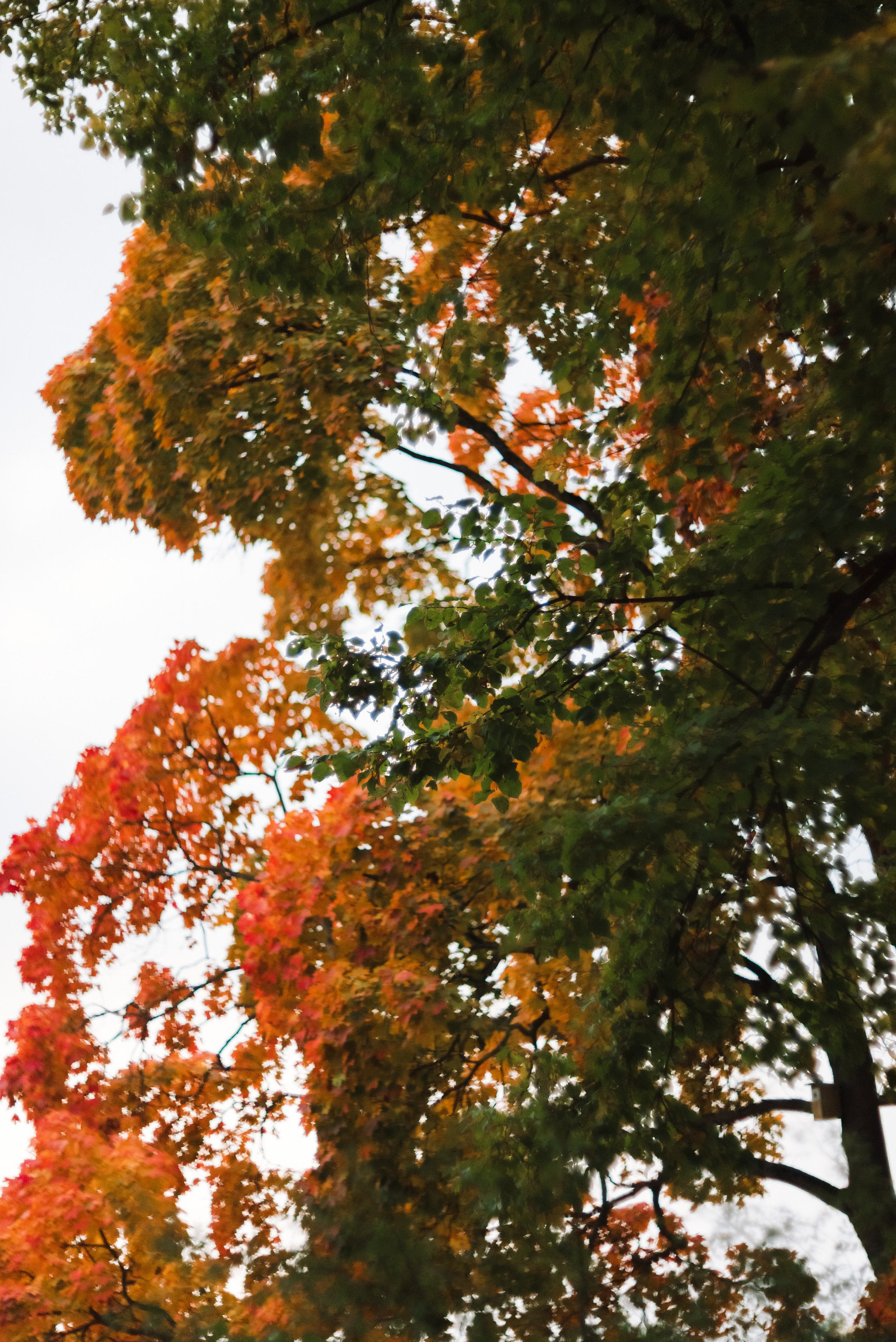 Autumn. Свадебный фотограф Санкт-Петербург DanyaPhotoart