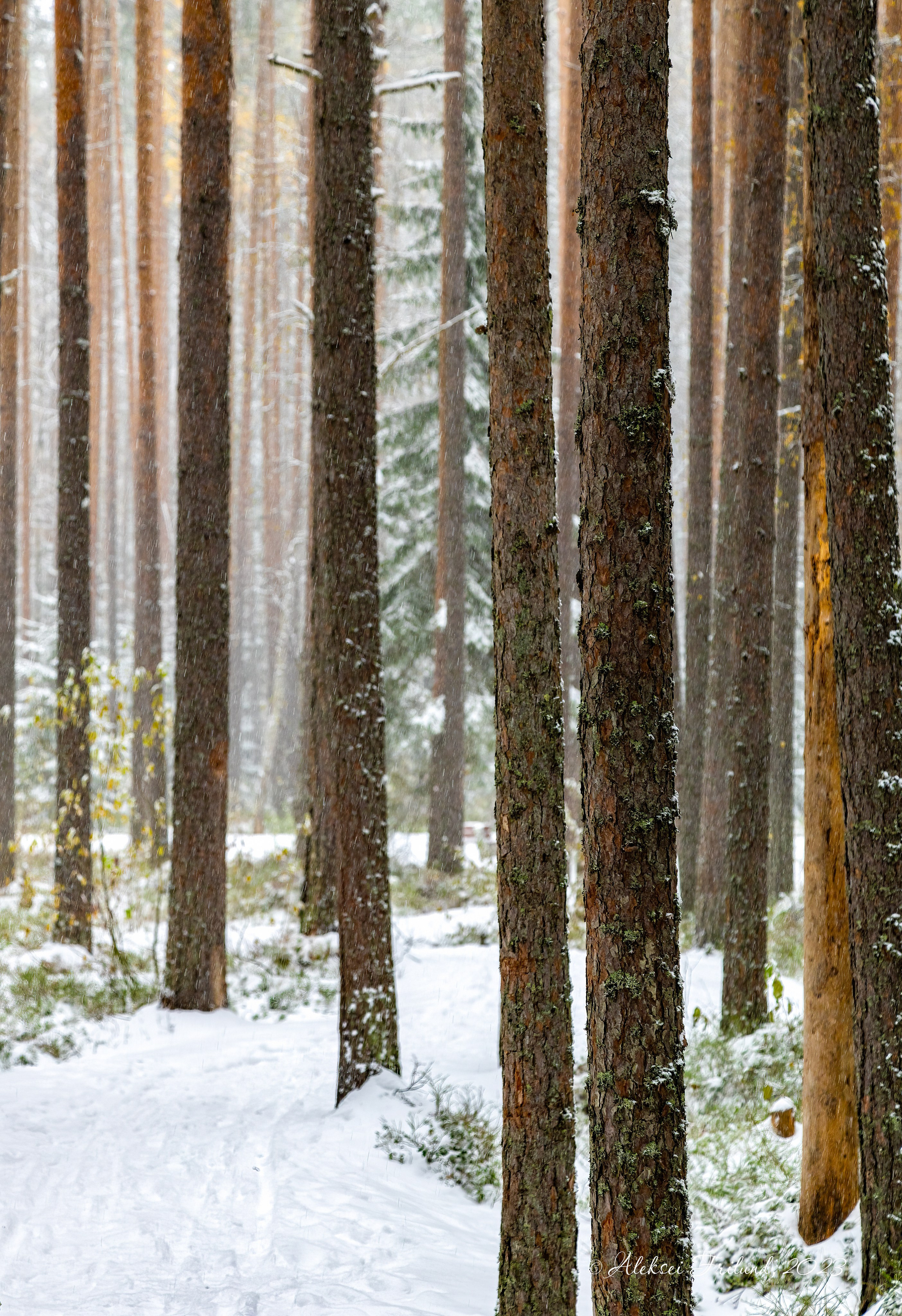Природа Карелии. Аэросъемка. Фото и Видео в Карелии. Алексей Фрилунд