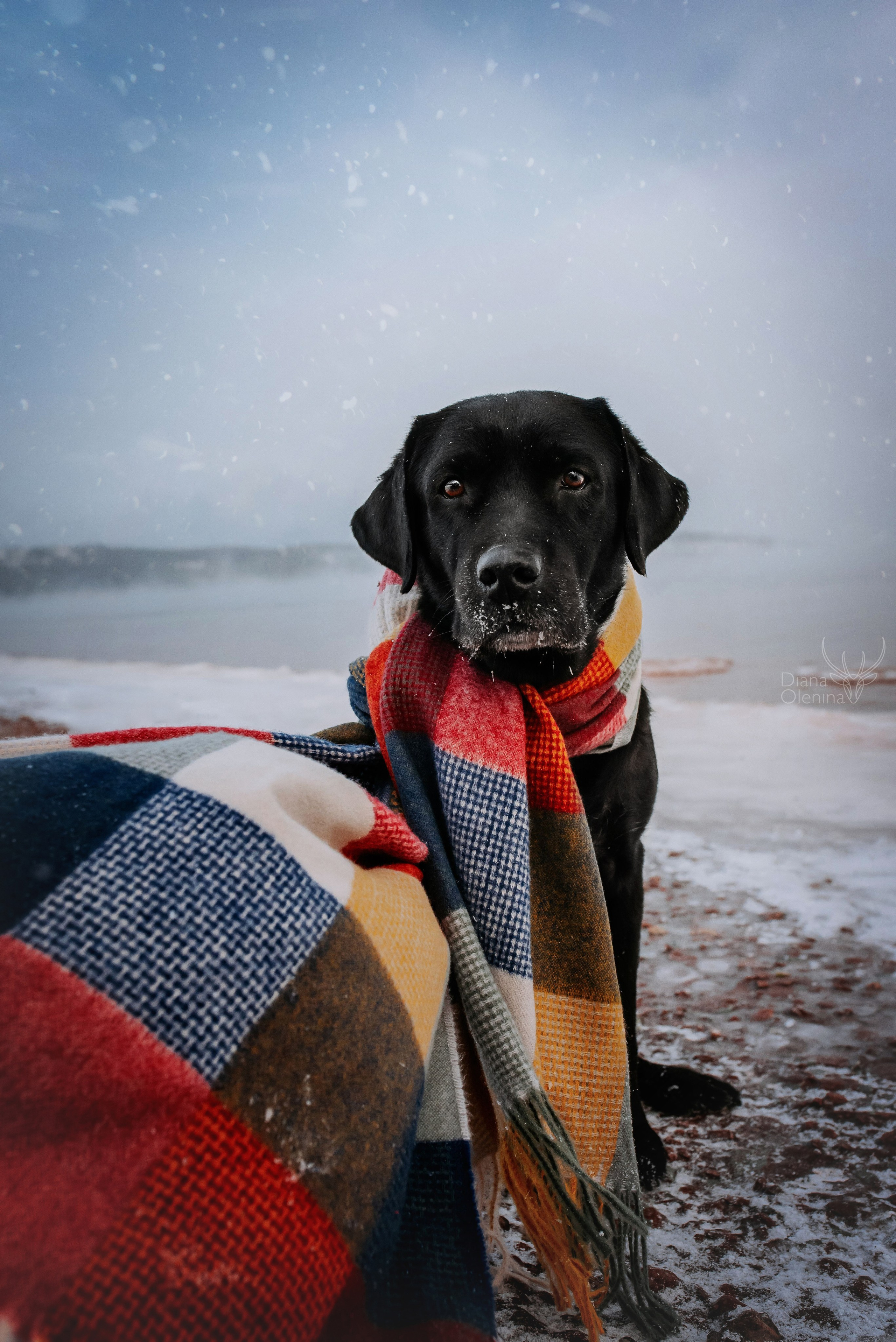 Собаки уличные. Фотограф Диана Оленина Красноярск / Братск