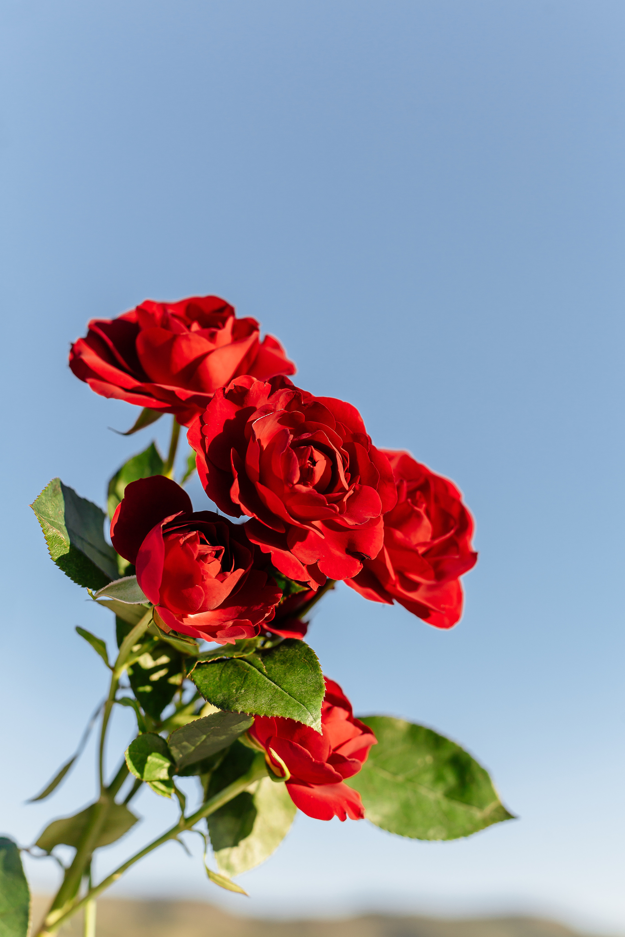 Любовь. Предложение руки и сердца Содном и Милена. Фотограф Бурятии София Андриянова