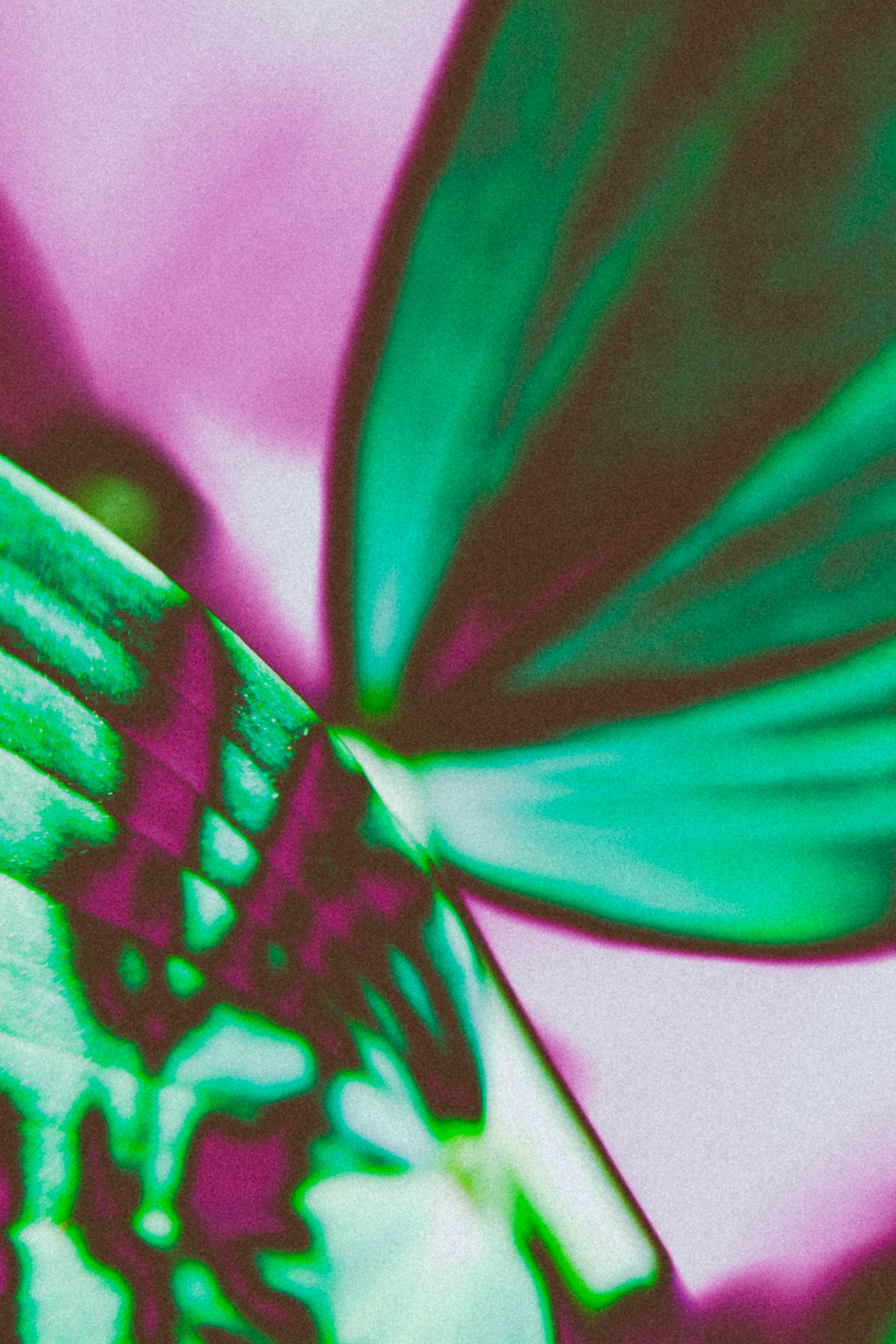 NON-EXISTENT FLOWERS. Фотограф Евгений Чащихин RGB АРХИТЕКТОР в Перми