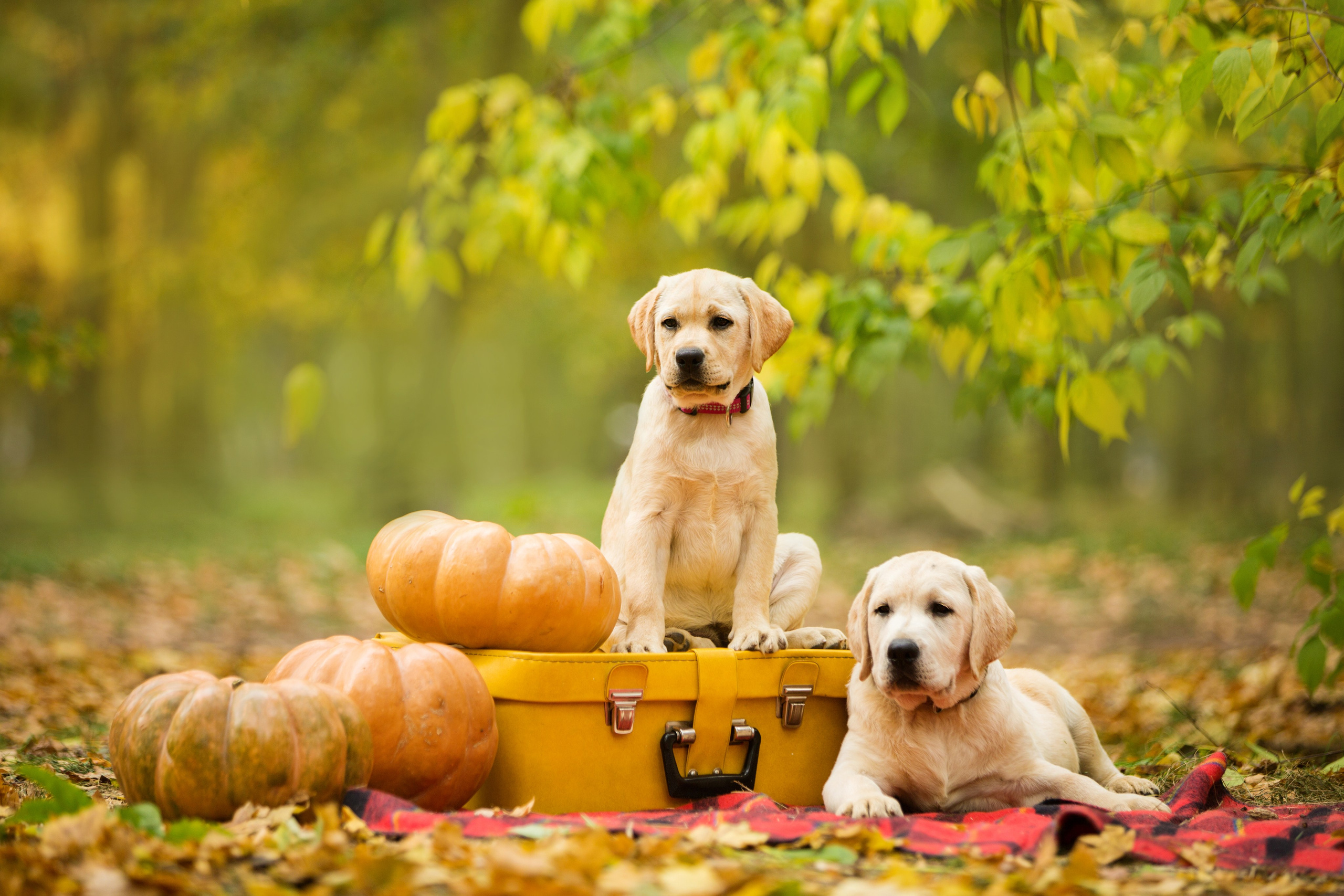 Щенки лабрадоры. Осень. Свадебный семейный и детский фотограф в Краснодаре Карина Федоровская